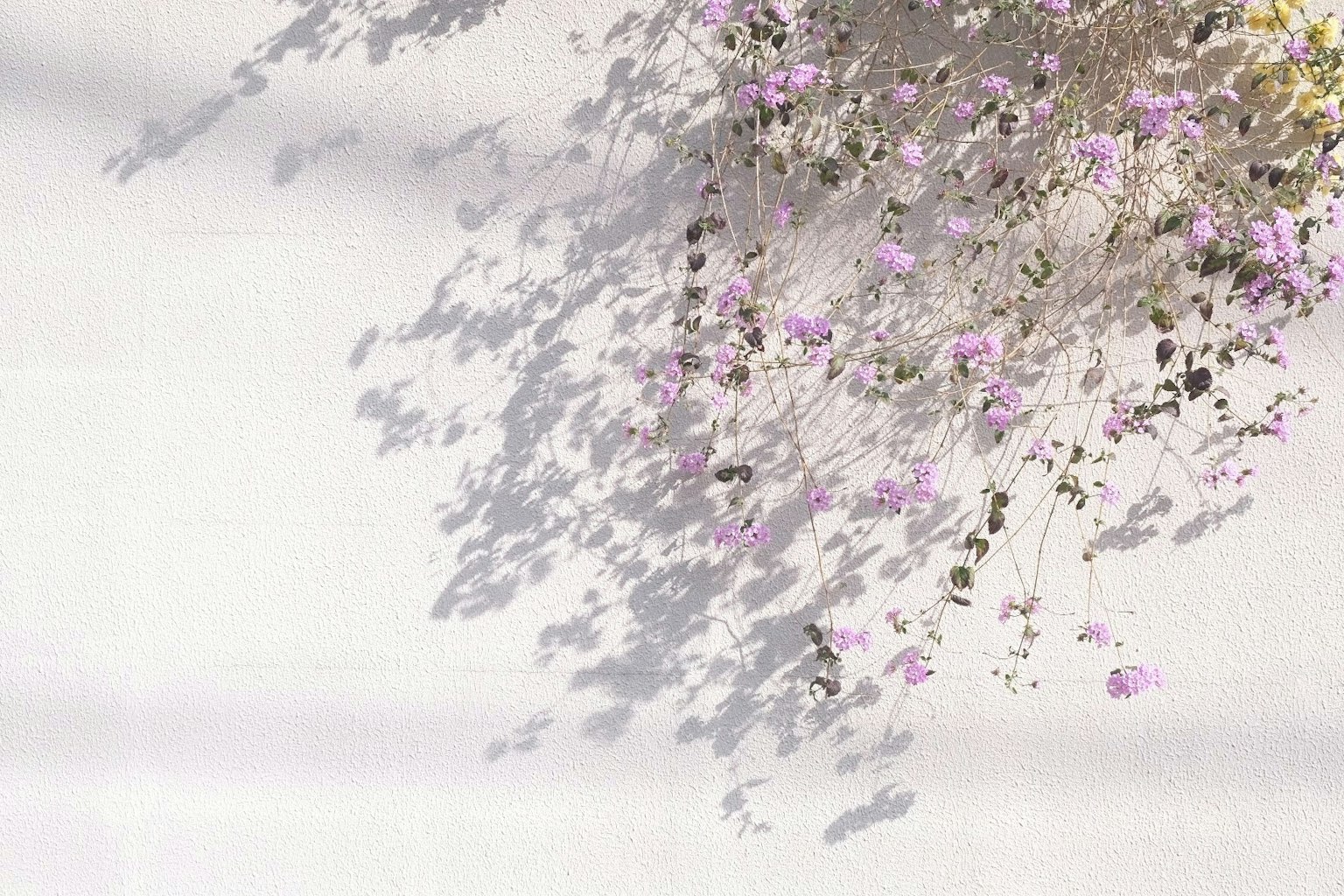 Flores moradas delicadas proyectando sombras sobre un fondo blanco
