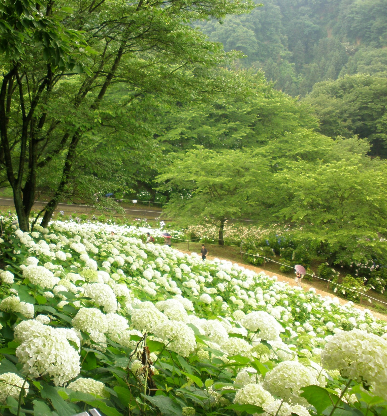 ภูมิทัศน์สีเขียวอุดมสมบูรณ์พร้อมกับดอกไฮเดรนเยียสีขาว