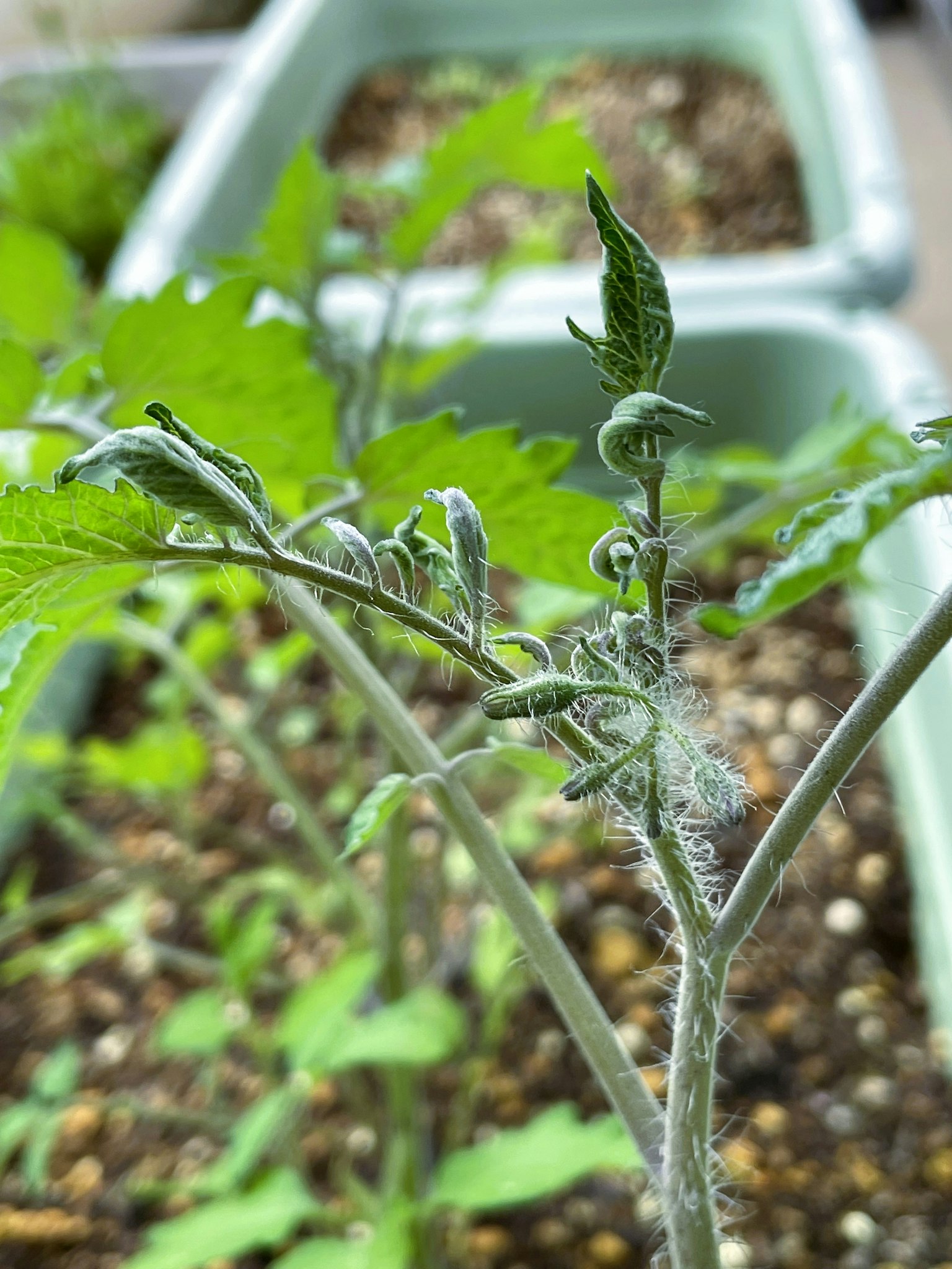 Close-up of a tomato plant with green leaves and curly stems