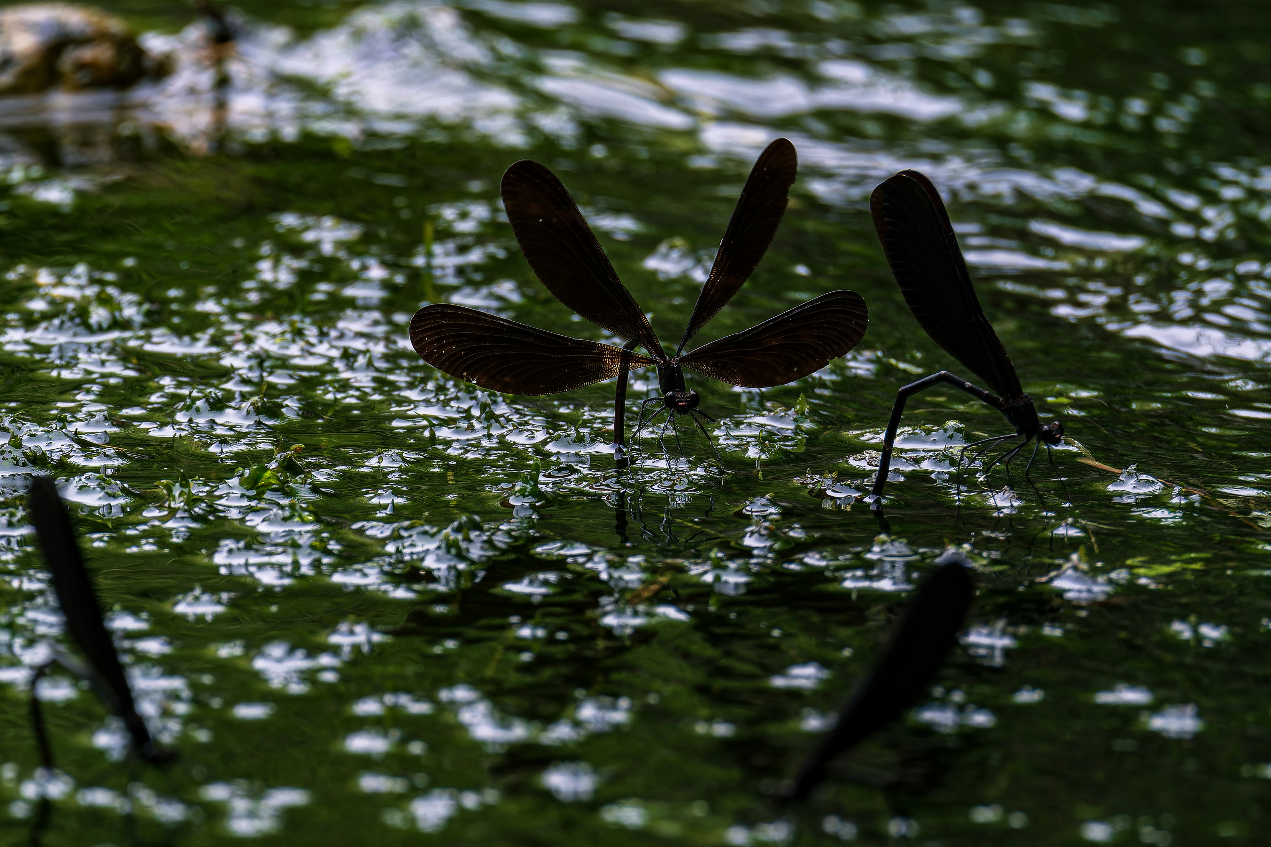 capung di atas daun teratai di permukaan kolam