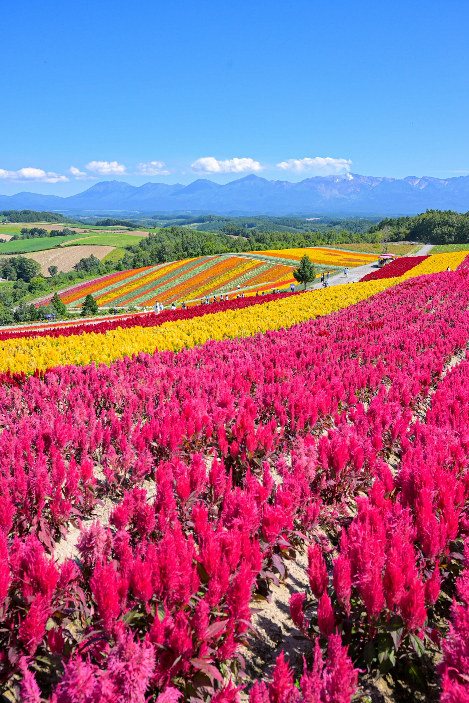 Fiori rosa vivaci che coprono dolci colline sotto un cielo blu chiaro