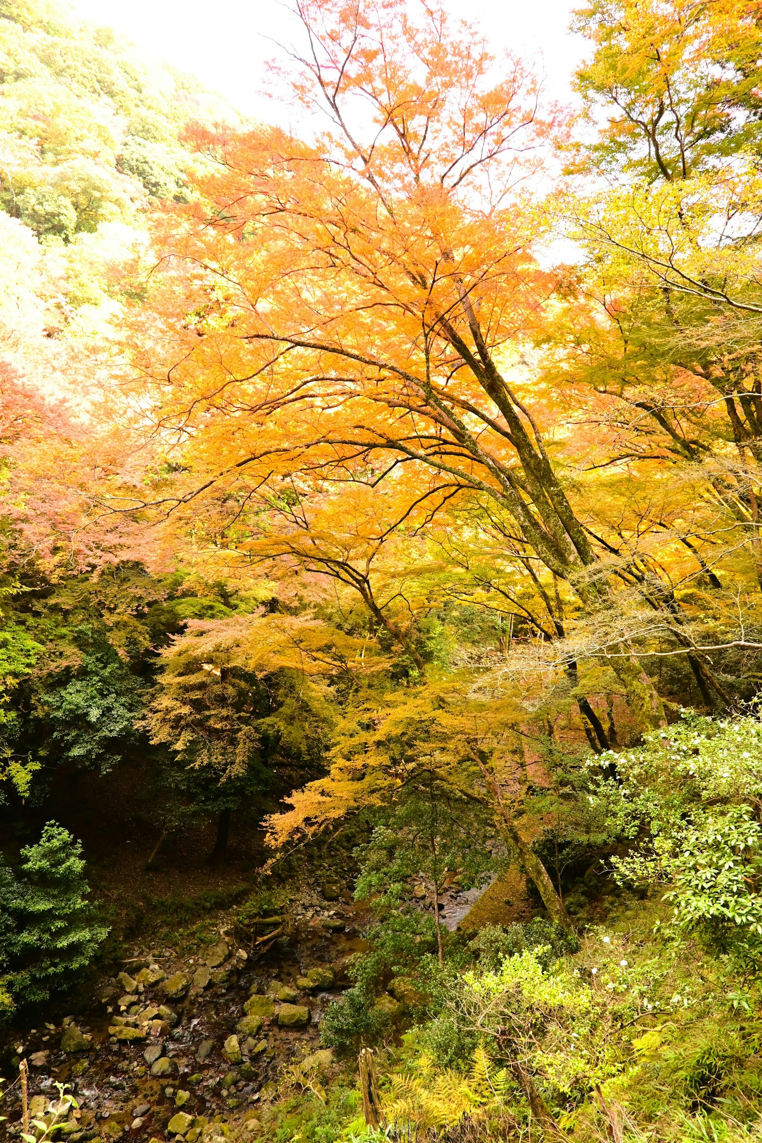 Vue pittoresque de feuillage d'automne avec des arbres orange vif et un ruisseau