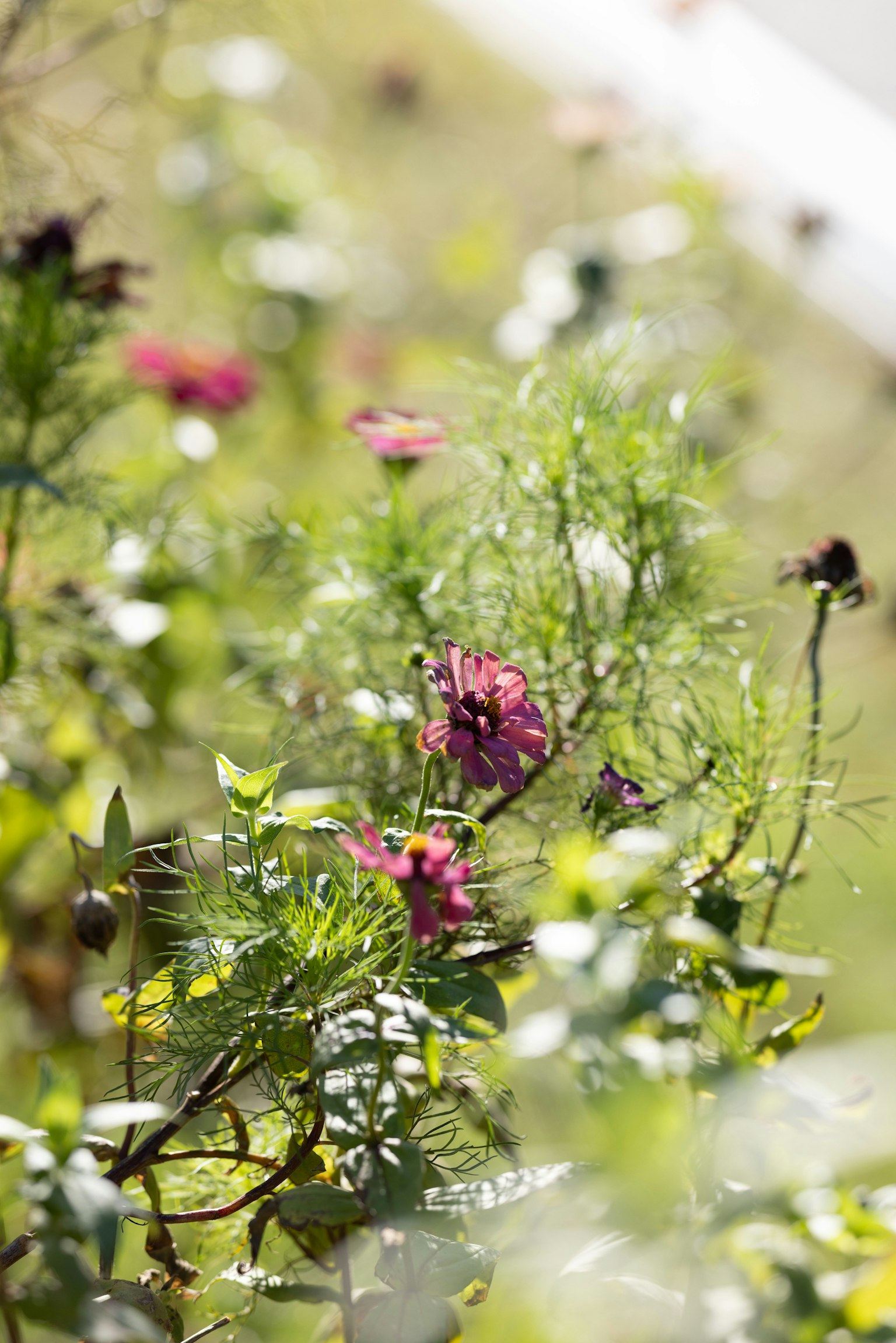 Close-up of colorful flowers blooming among green foliage