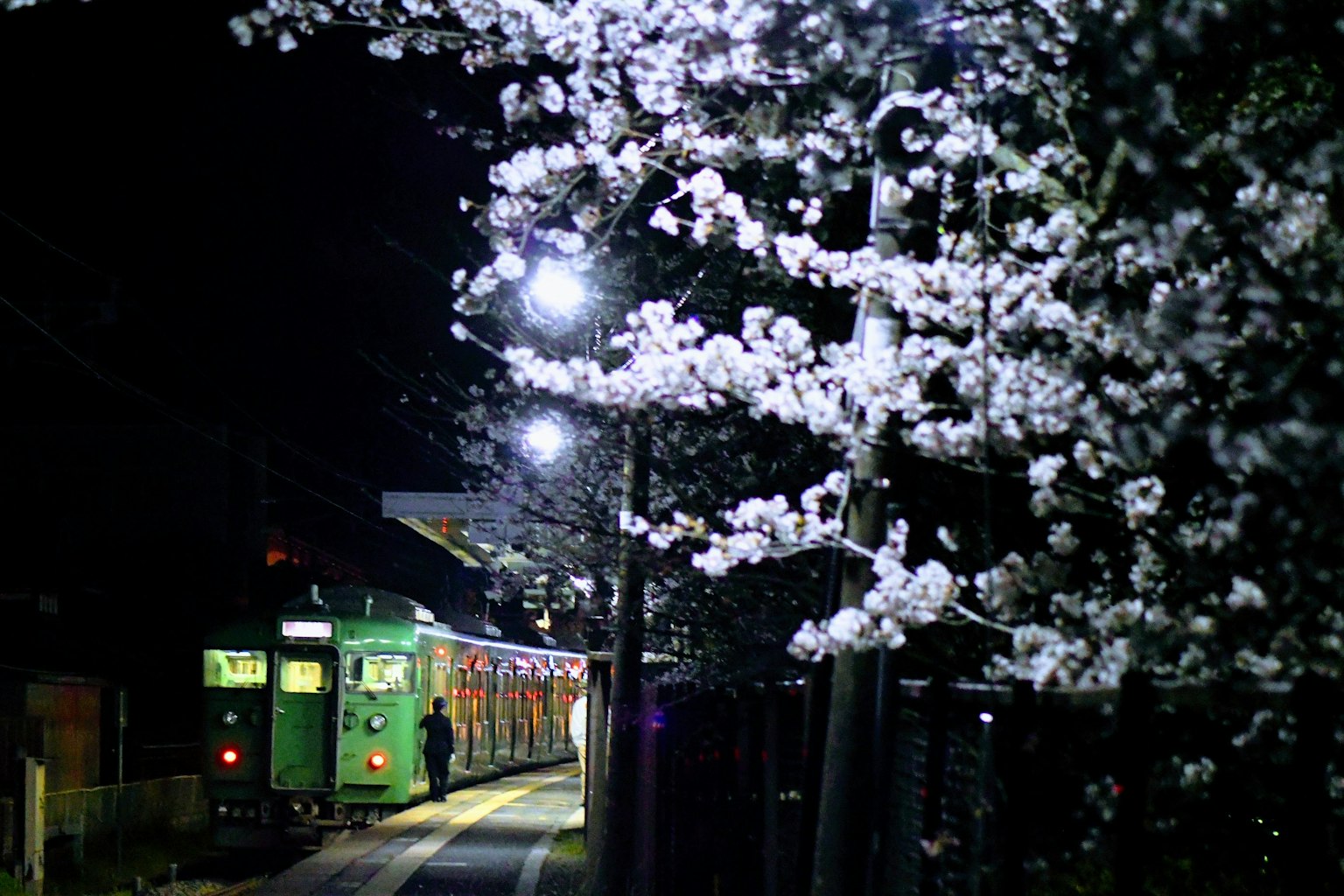 Nachtszene mit Kirschblüten und einem grünen Zug
