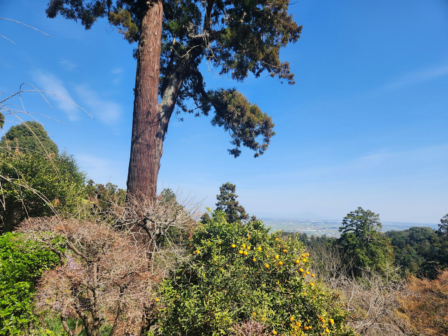 Pohon besar di bawah langit biru dengan bukit hijau di latar belakang