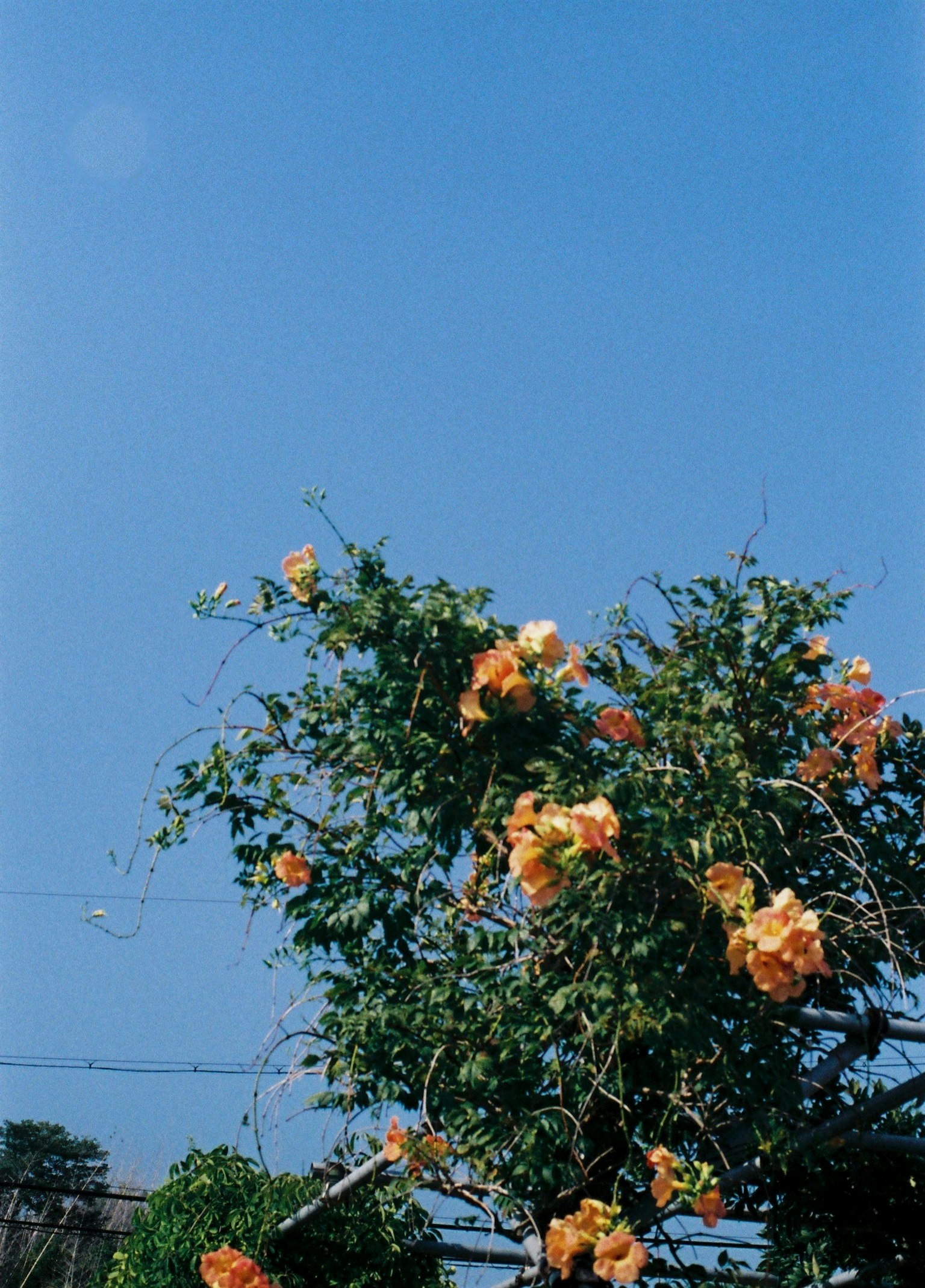 Árbol con flores naranjas contra un cielo azul claro