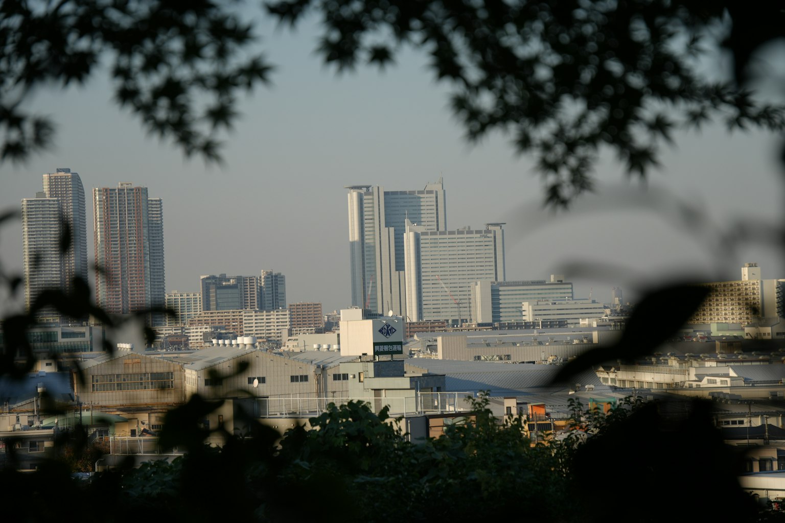 都市のビル群を背景にした緑の木々の葉