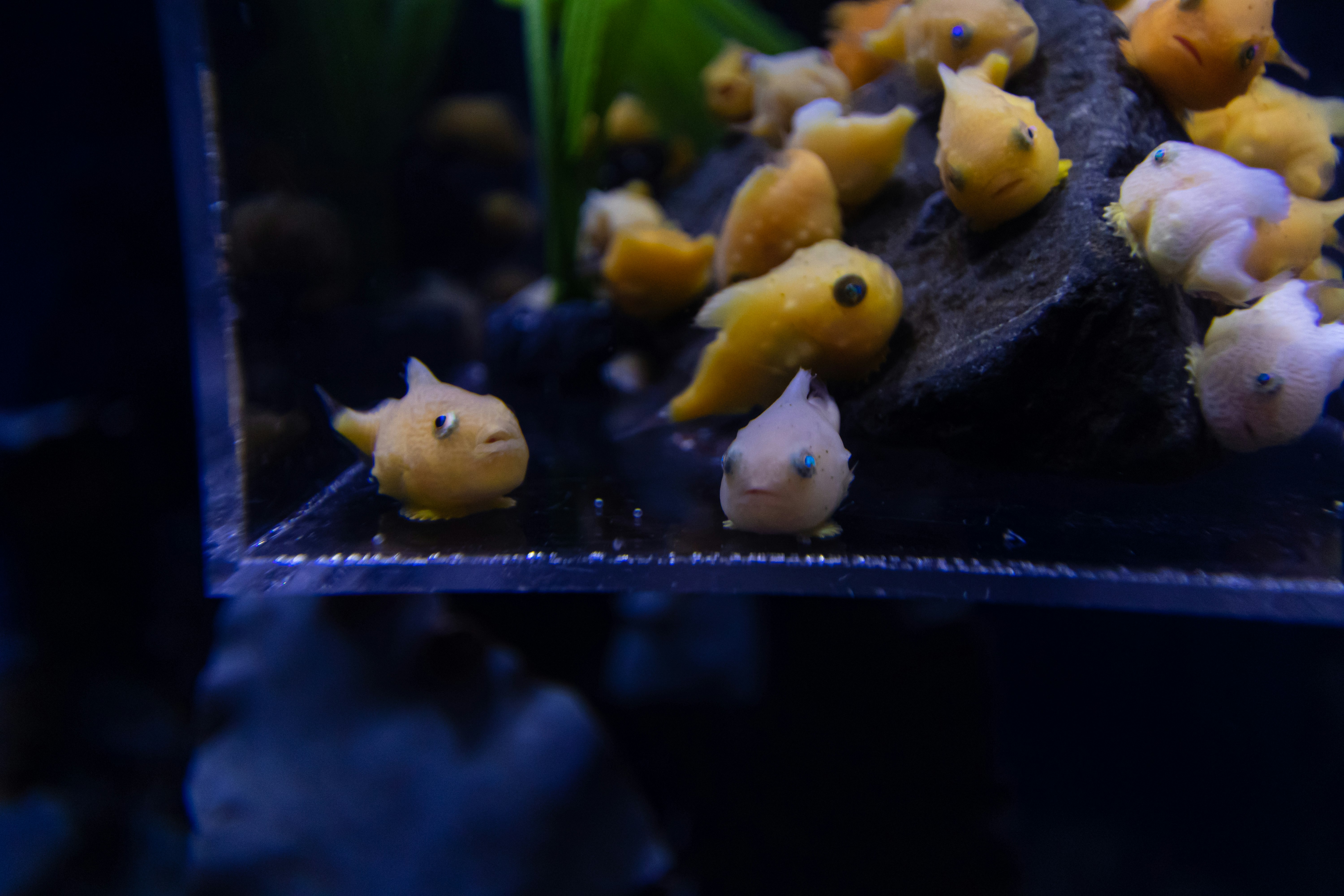 Small yellow fish gathered around rocks in an aquarium