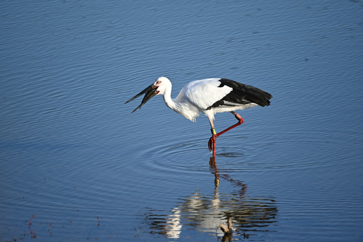 A white stork standing in water with a striking reflection