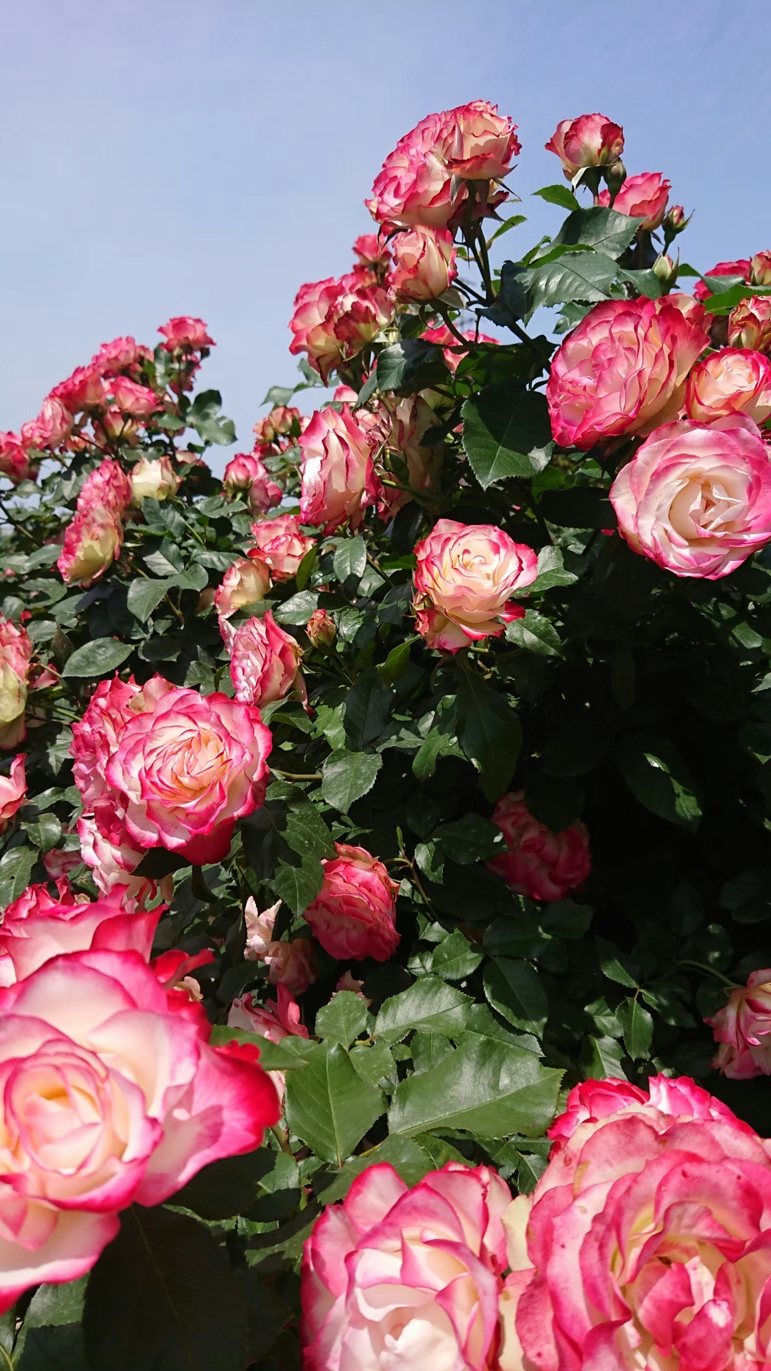 Un magnifique jardin de fleurs rempli de roses colorées