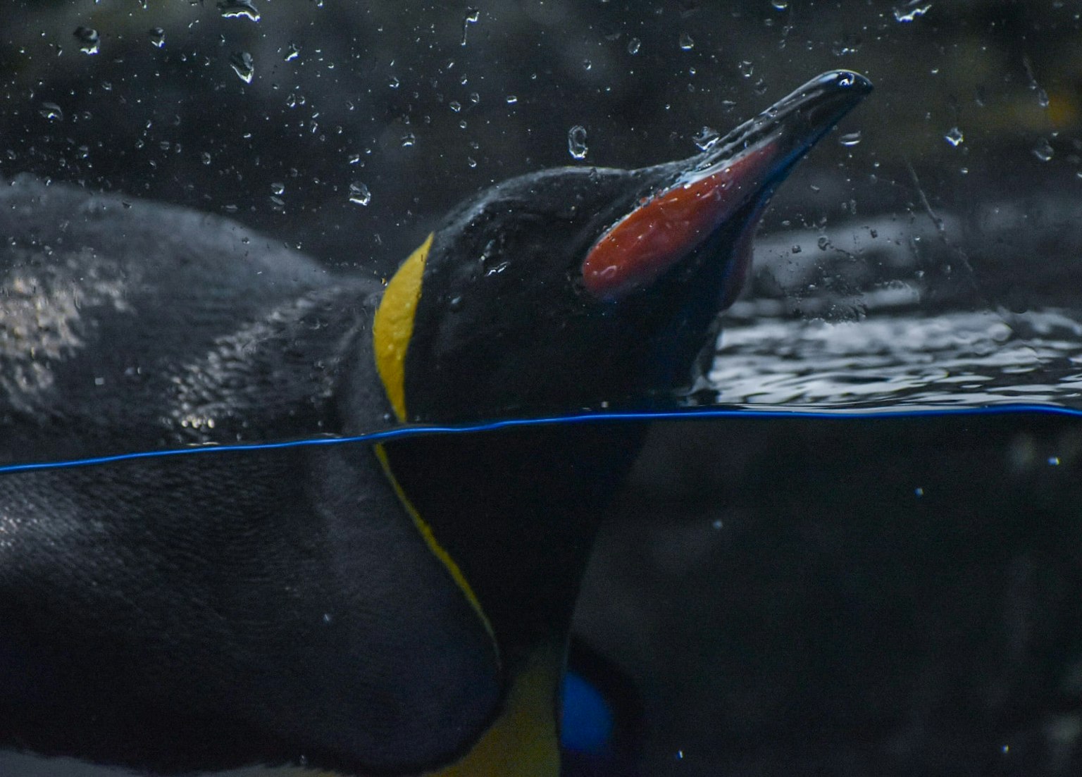 Close-up shot of a penguin underwater featuring vibrant yellow neckband and orange beak with splashes of water