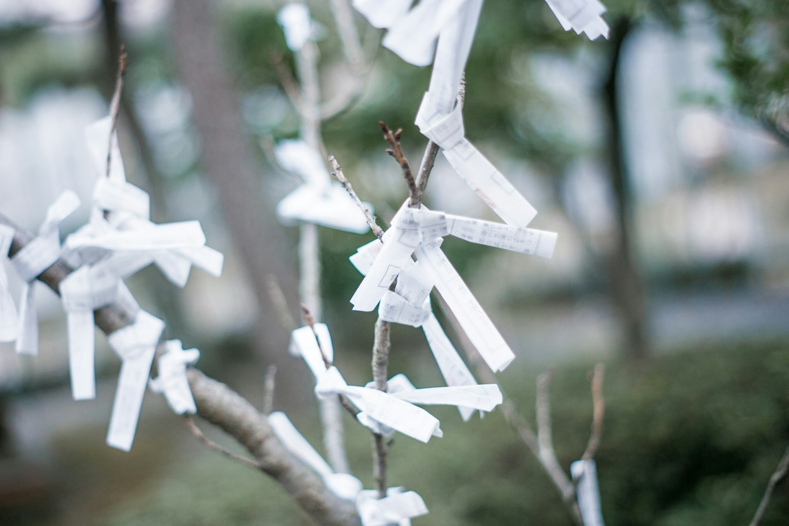 Omakujis blancos atados a las ramas de un árbol en un entorno sereno