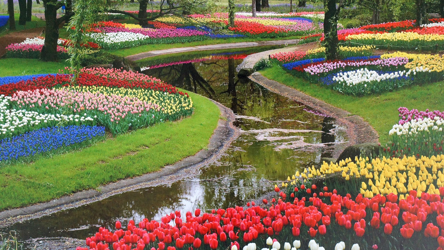 Taman tulip yang cerah dengan aliran sungai dikelilingi pepohonan dan bunga berwarna-warni