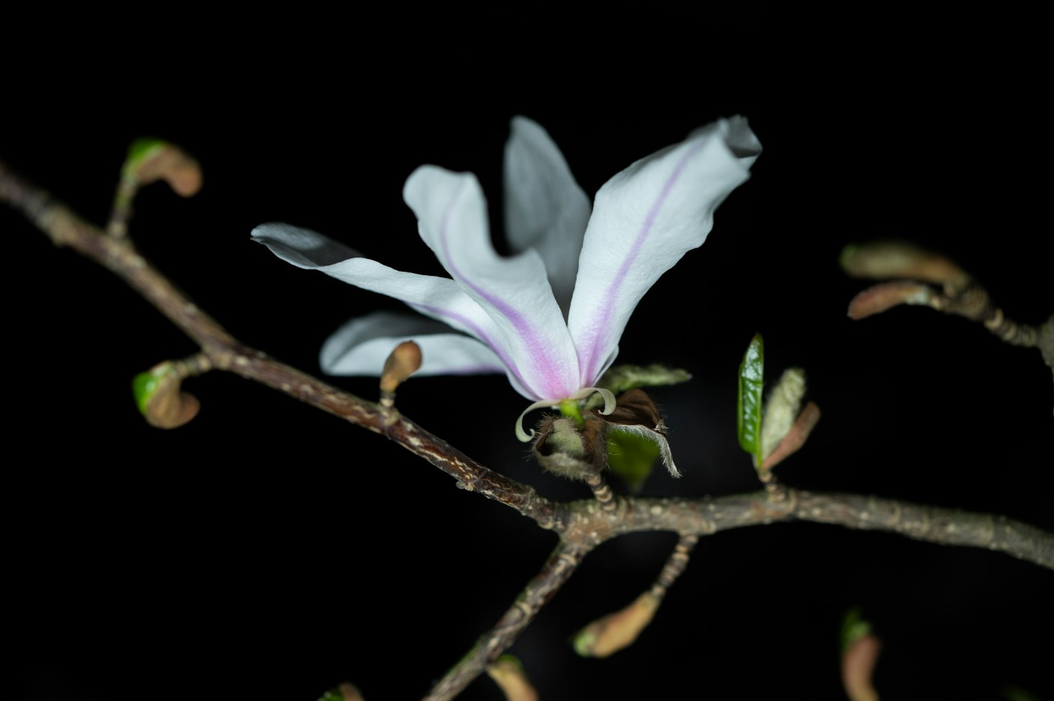 Zweig mit weißer Blüte und Knospen vor dunklem Hintergrund