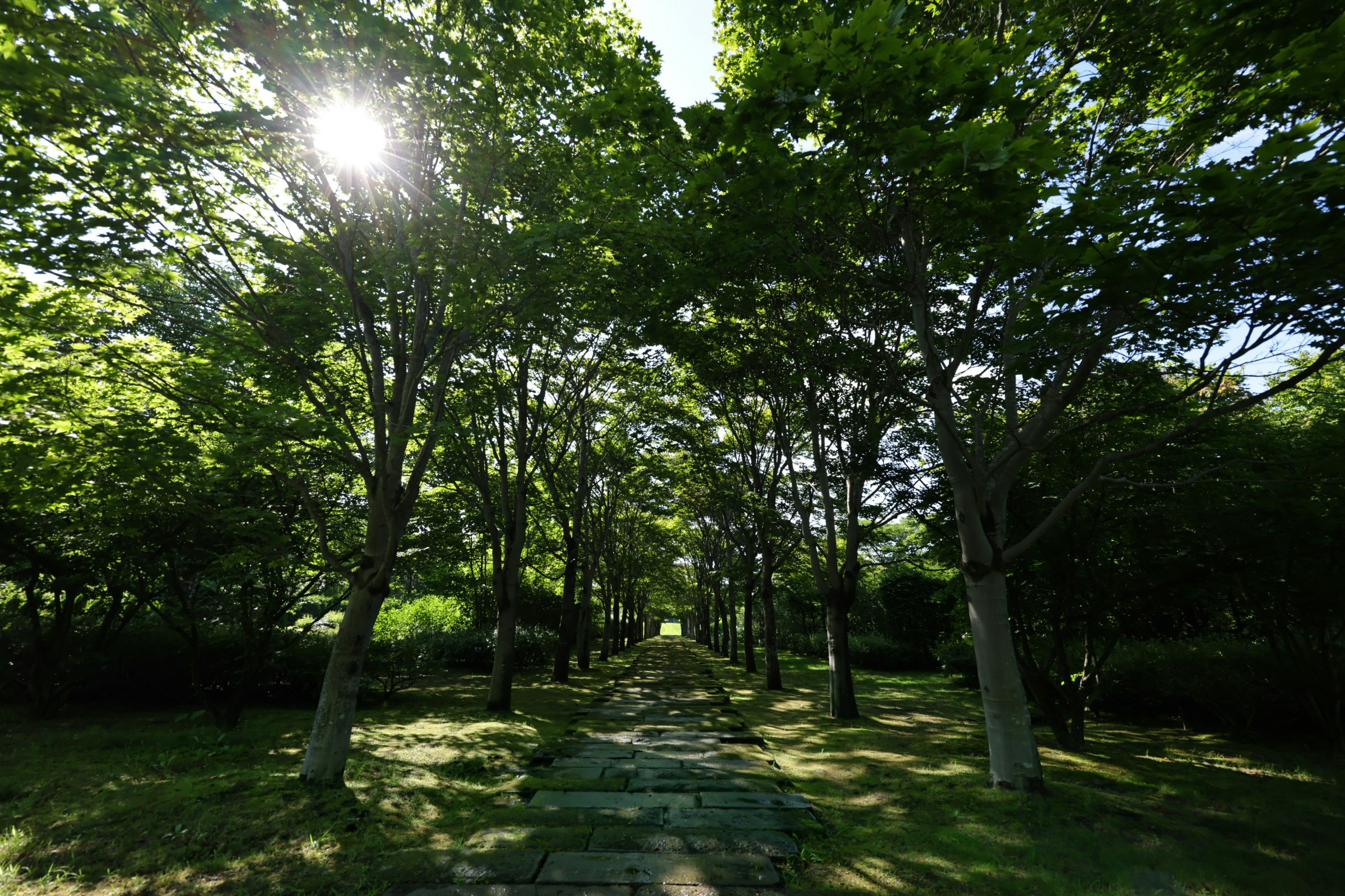 Parkweg mit grünen Bäumen und gefiltertem Sonnenlicht