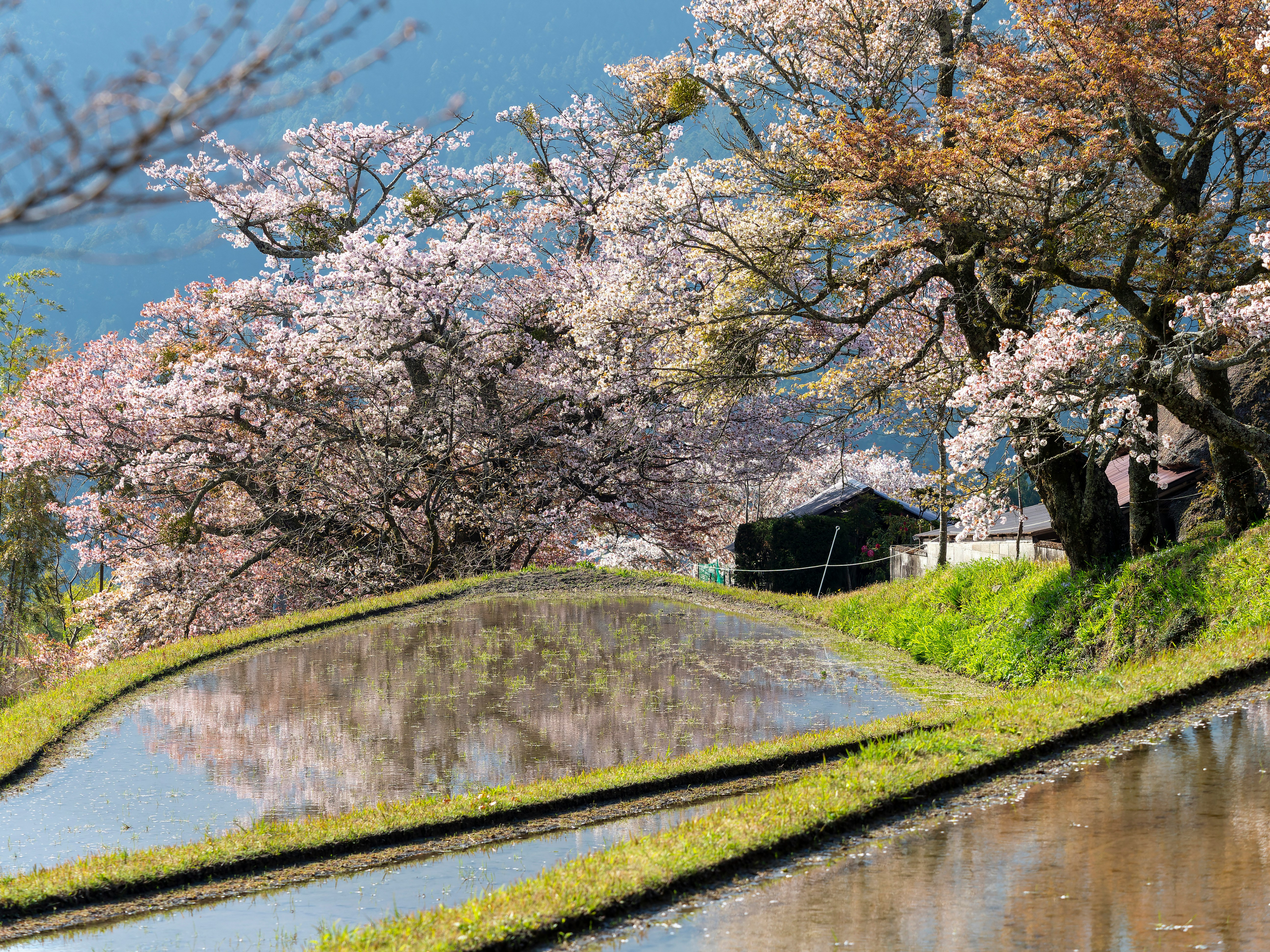 日本里山春景：三重的梯田與櫻花