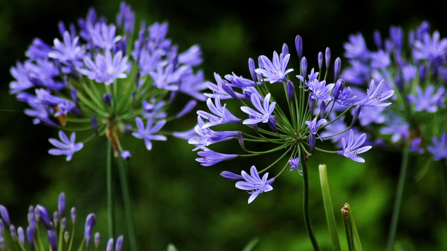 Gros plan de fleurs violettes en pleine floraison