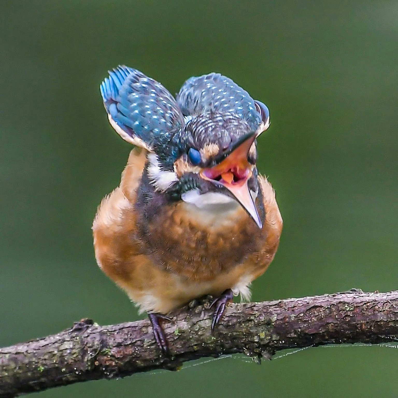 Un martinete con cabeza azul y cuerpo naranja posado en una rama