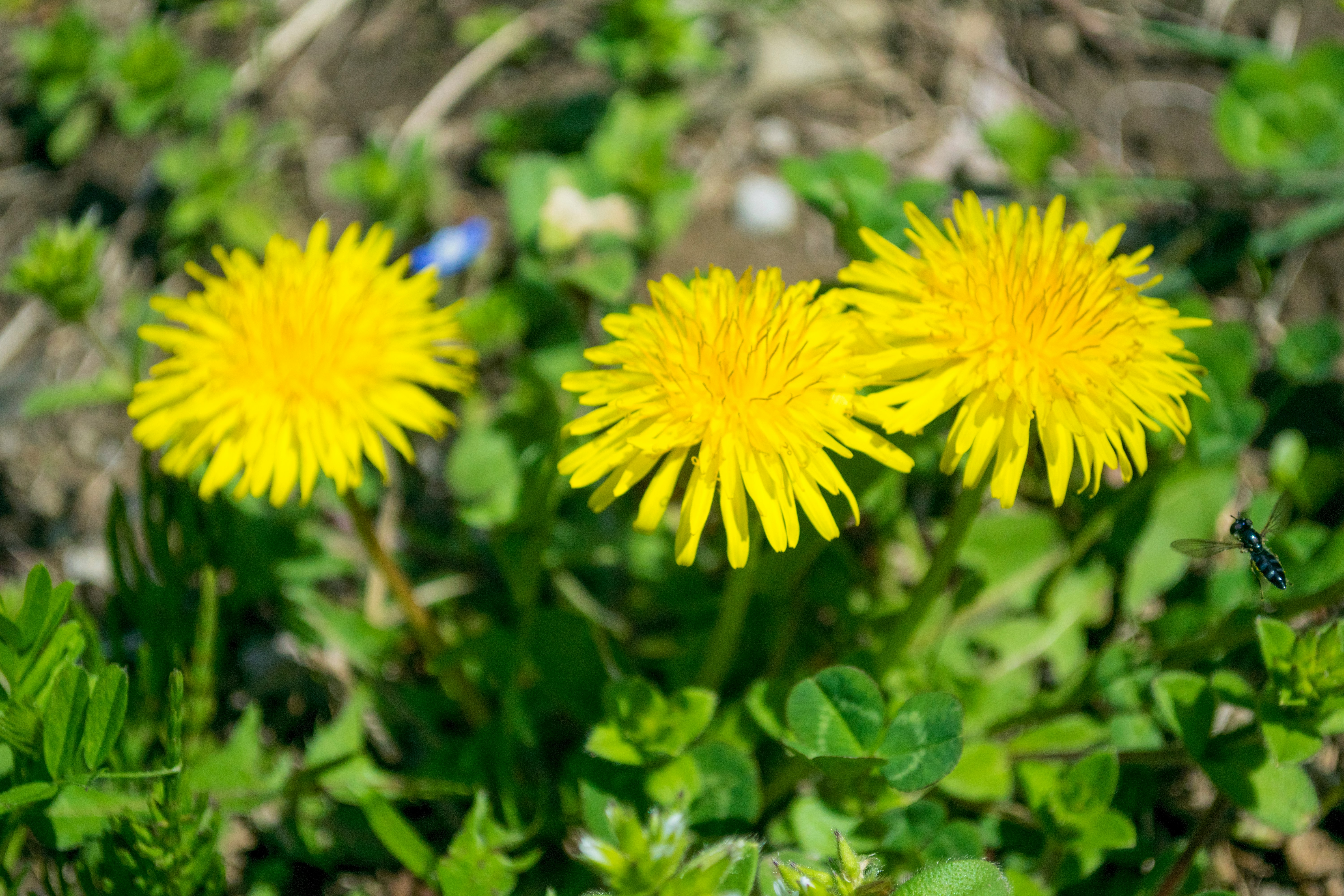 Dientes de león amarillos en un prado verde