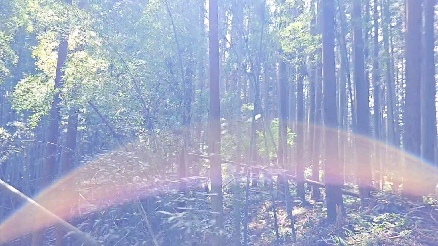 Bright forest scene with a visible light ray