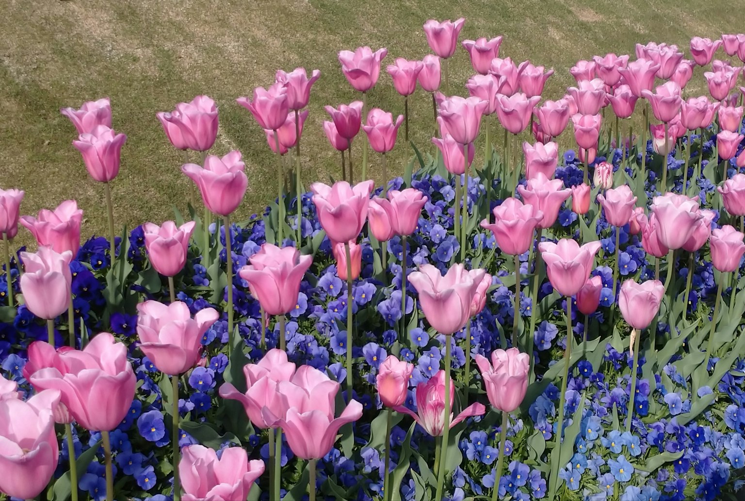 Eine lebhafte Gartenszene mit rosa Tulpen und blauen Blumen
