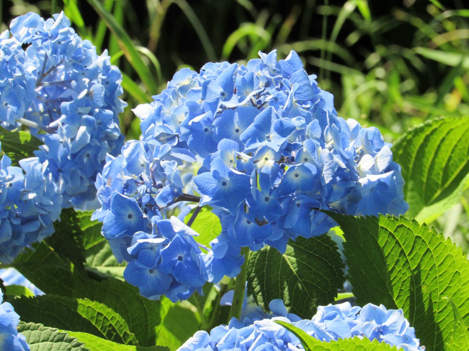 Blaue Hortensienblüten blühen zwischen grünen Blättern