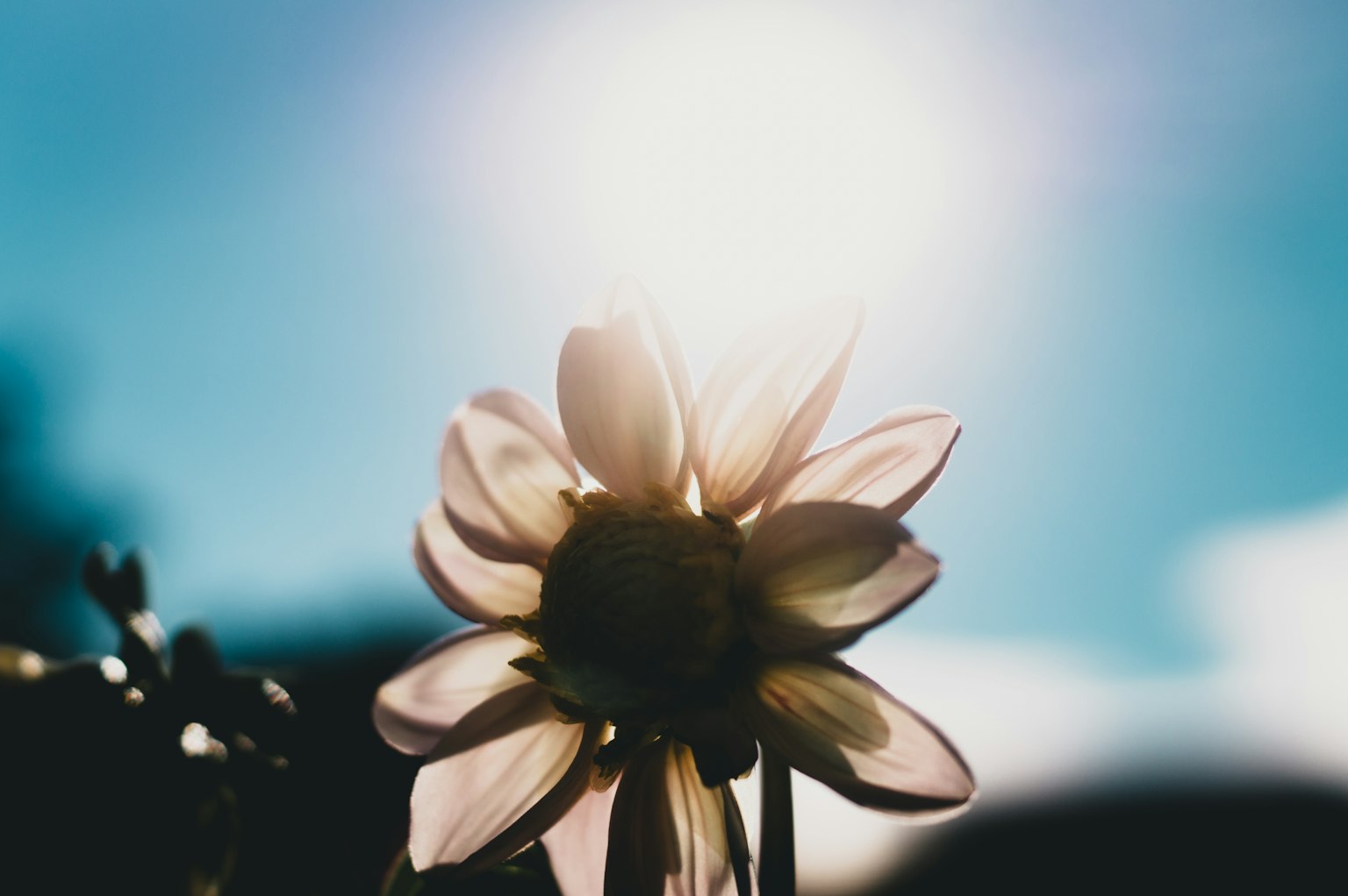 Silueta de una flor iluminada por el sol contra un cielo azul