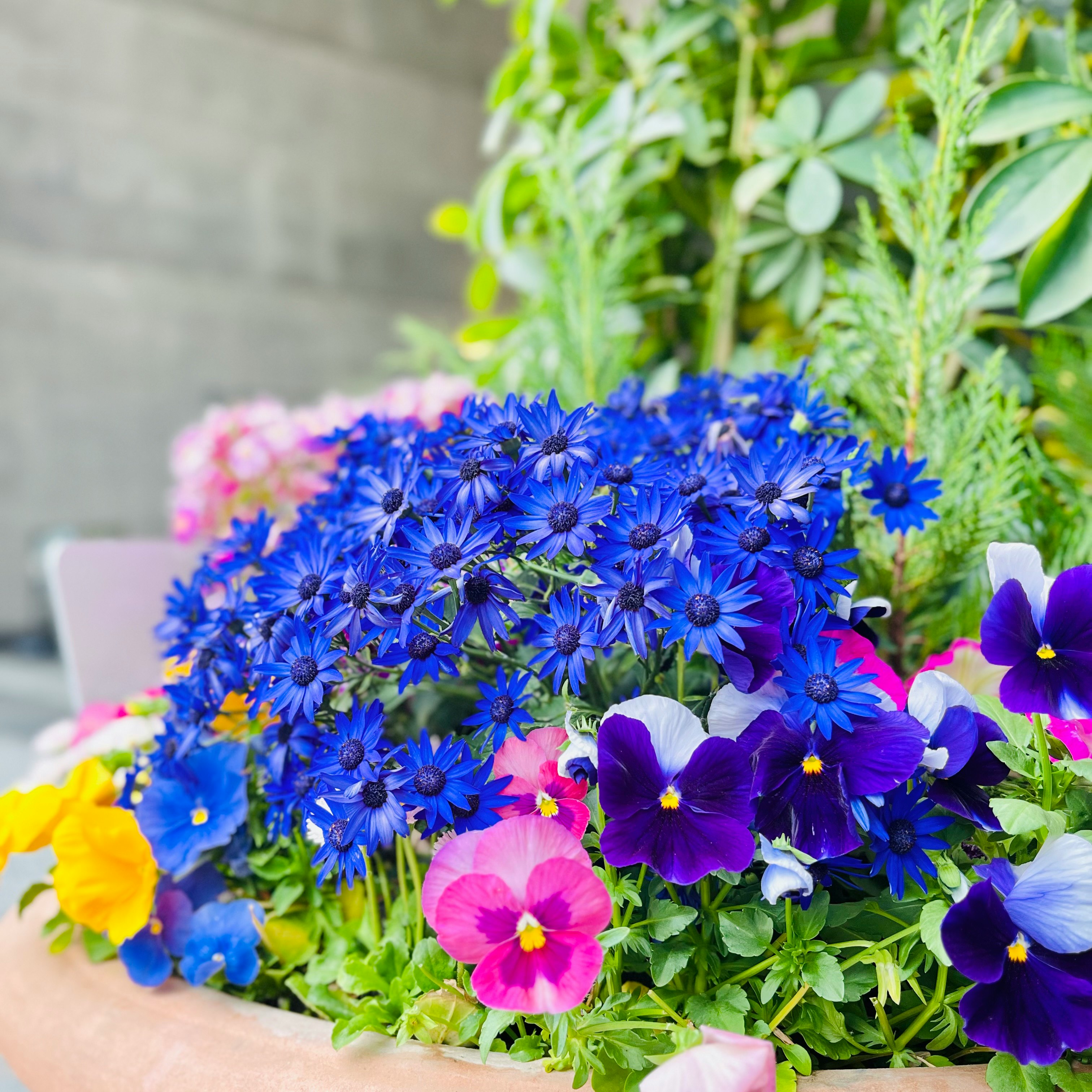 青い花と紫のパンジーの寄せ植え