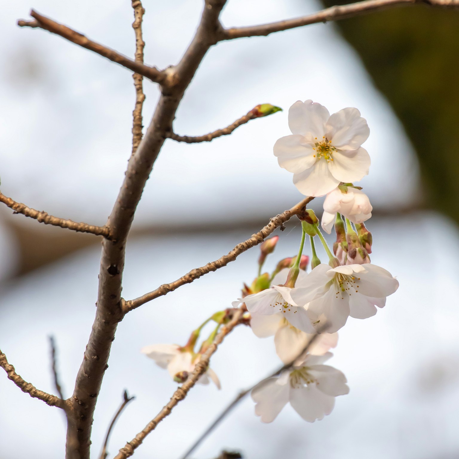 Gros plan de fleurs de cerisier sur une branche