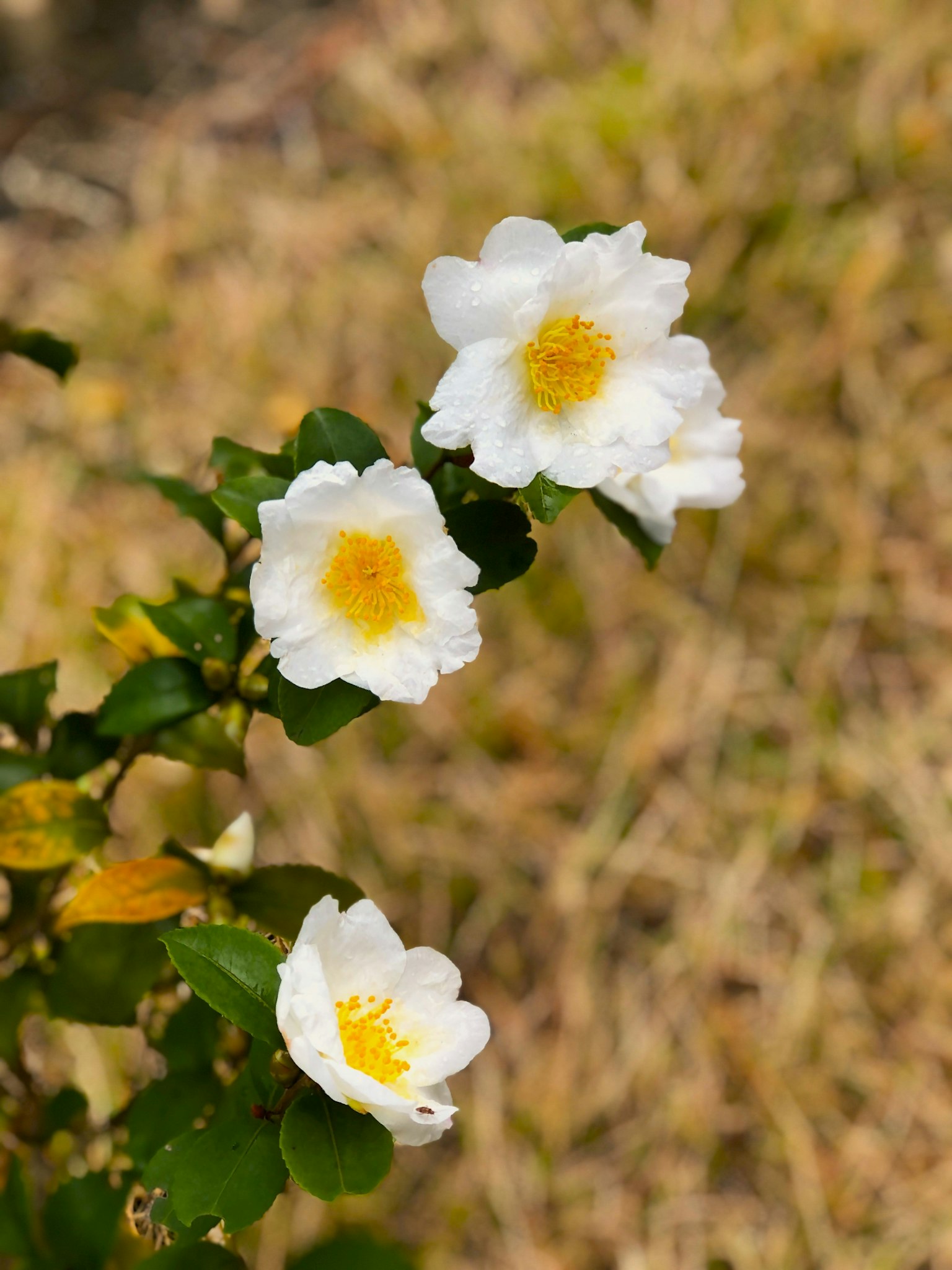 Primo piano di una pianta con fiori bianchi