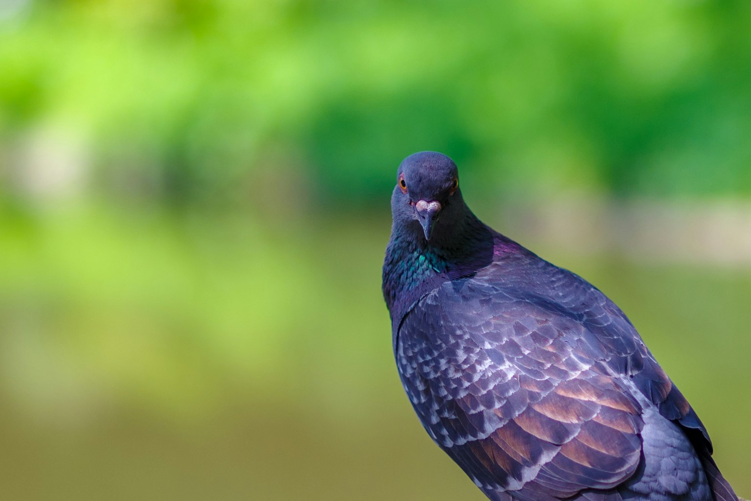 A black pigeon looking around with glossy feathers blurred green background