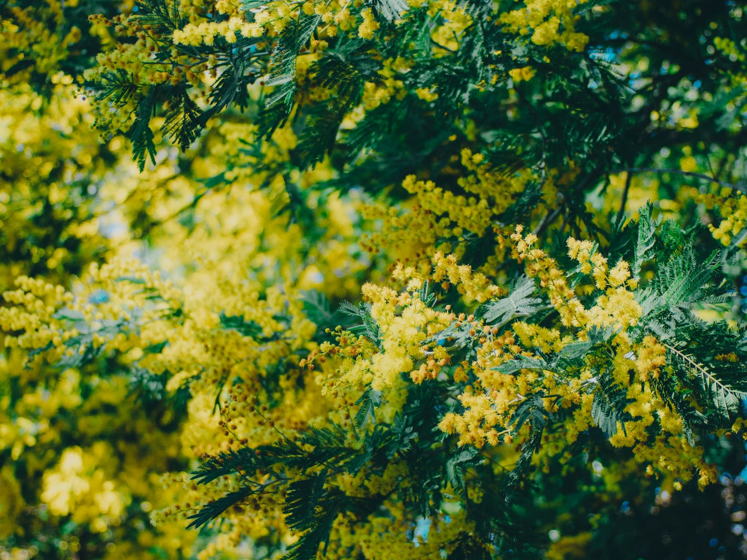Fleurs de mimosa jaunes vives avec des feuilles vertes luxuriantes