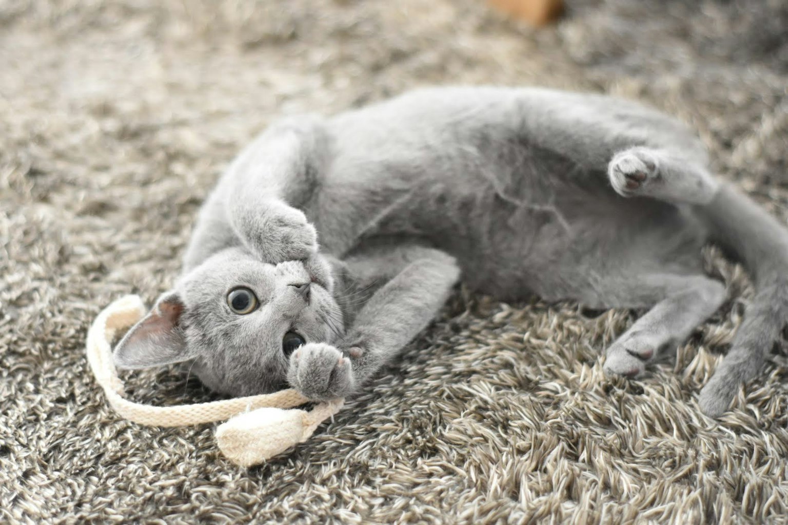 Gato gris jugando en una alfombra suave con un juguete