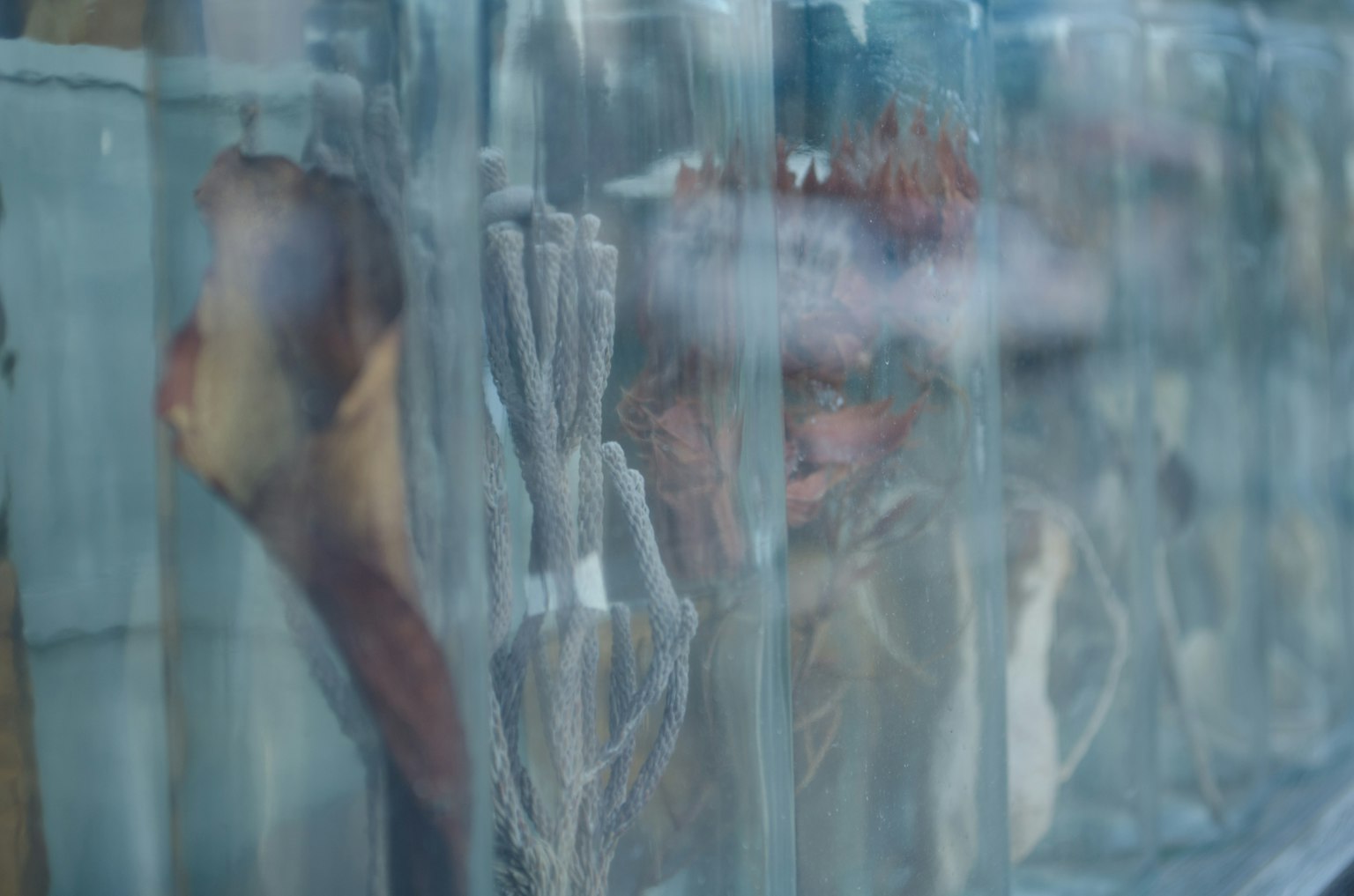Various types of marine life preserved in a transparent container