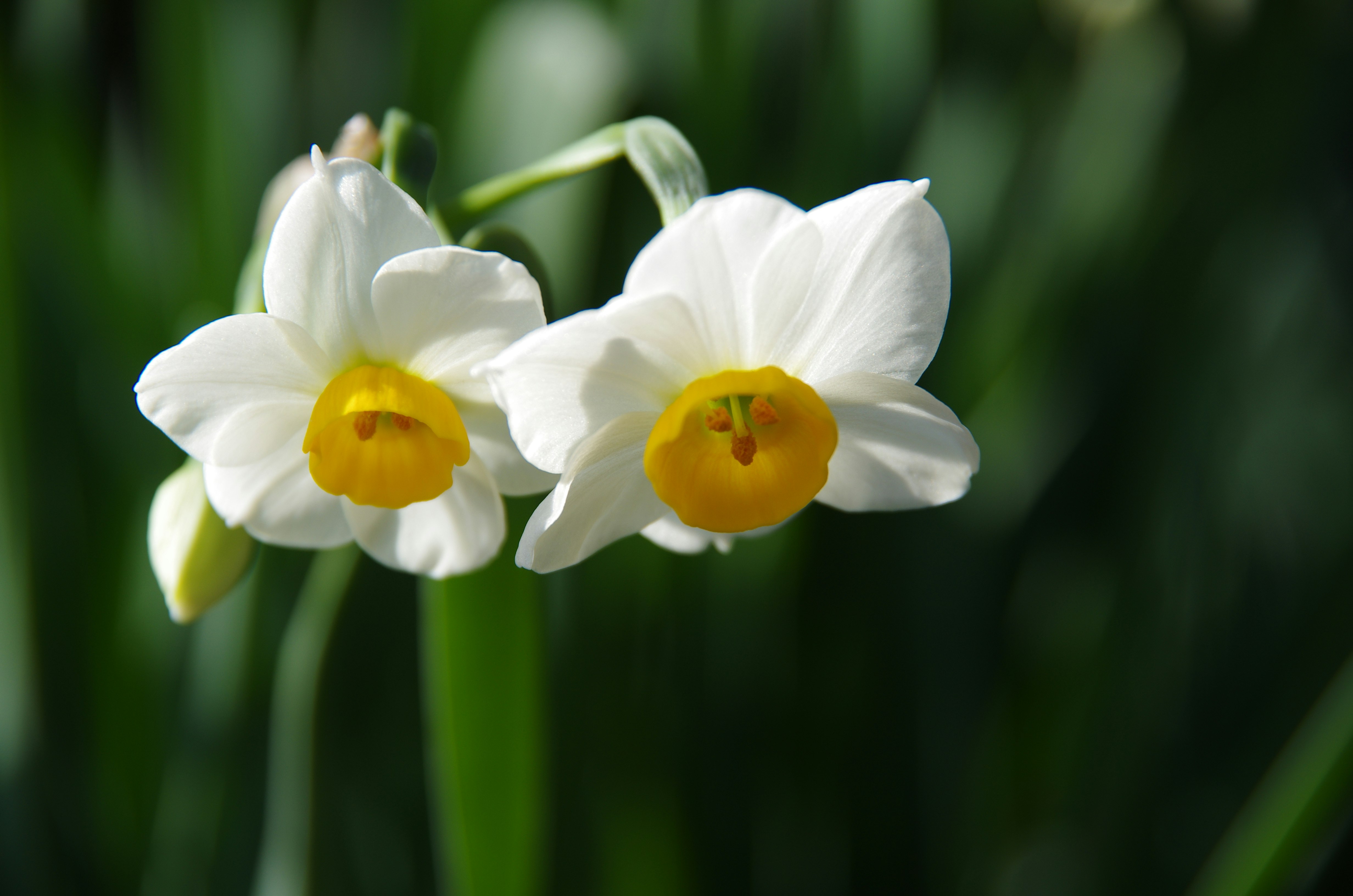 fleurs de narcisse blanches sur fond vert flou