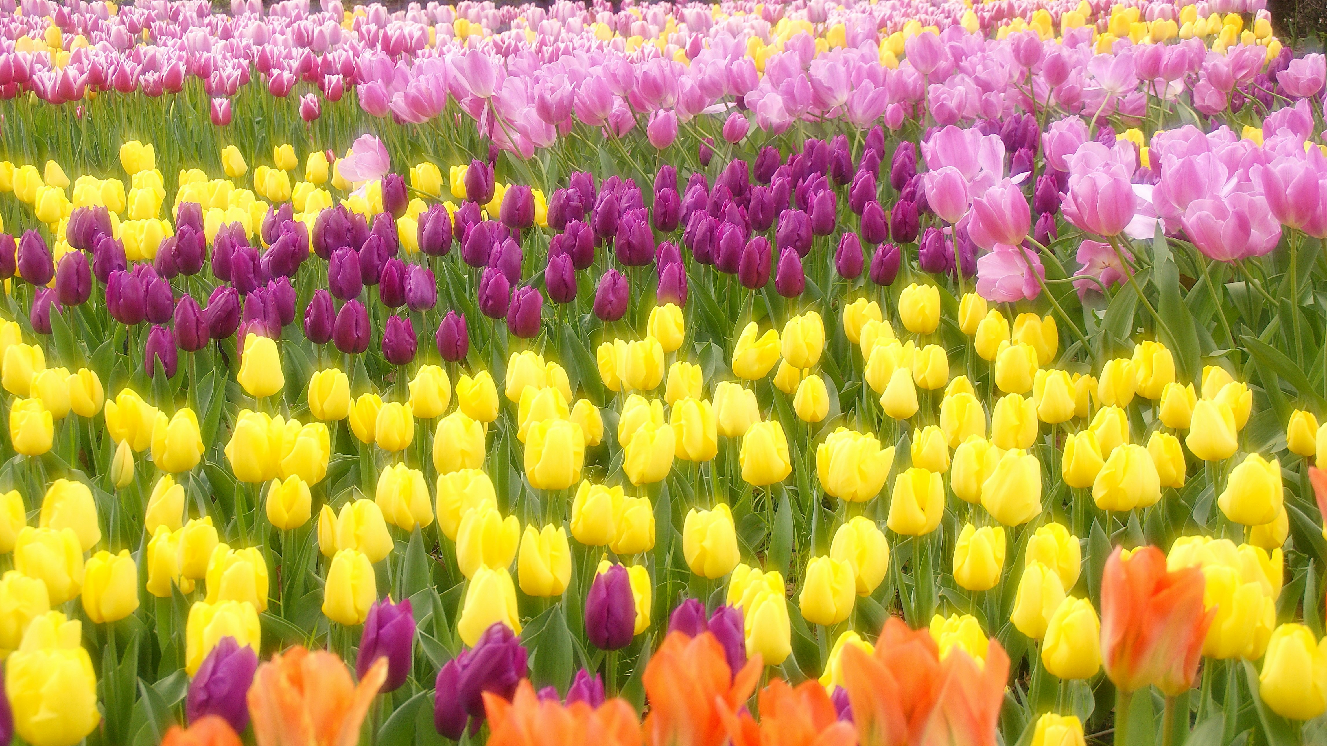 色とりどりのチューリップが咲き並ぶ花畑
