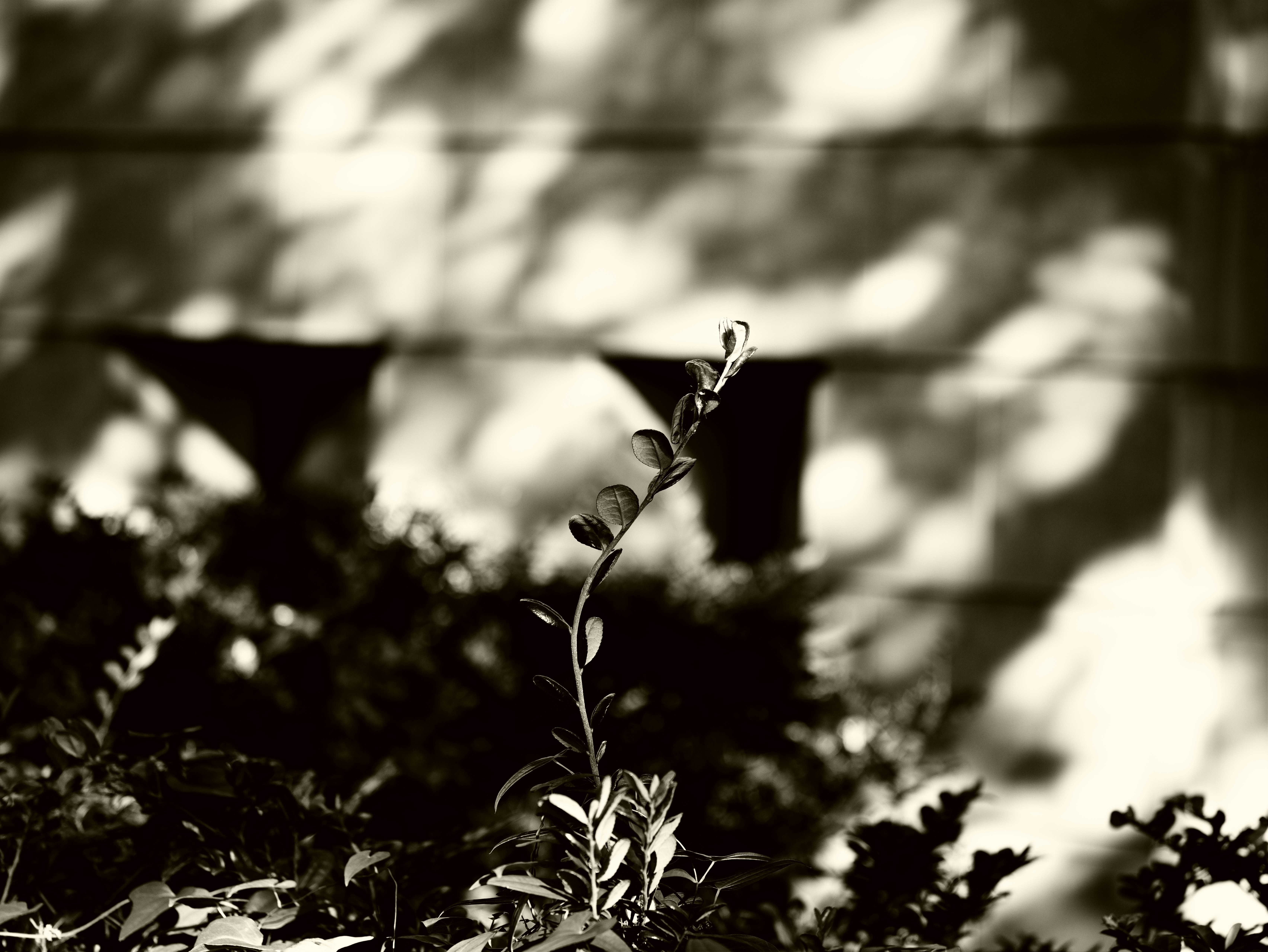草花の新芽と葉のある自然の小さな風景