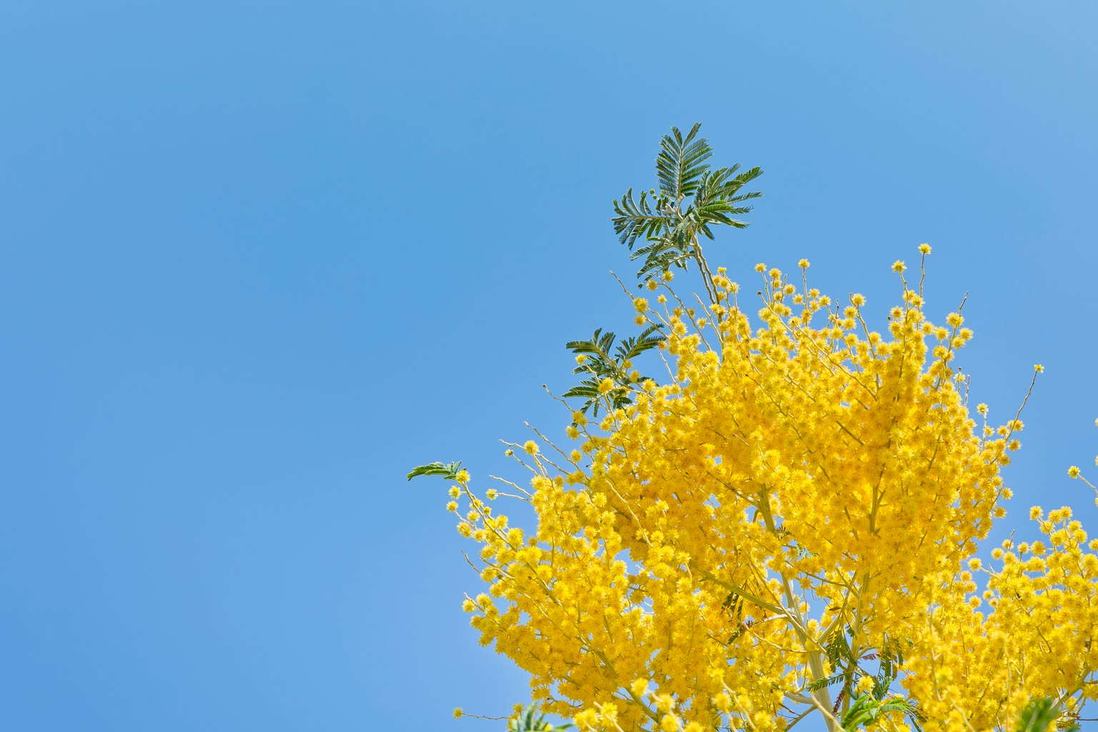 Bunga mimosa kuning cerah di bawah langit biru yang cerah