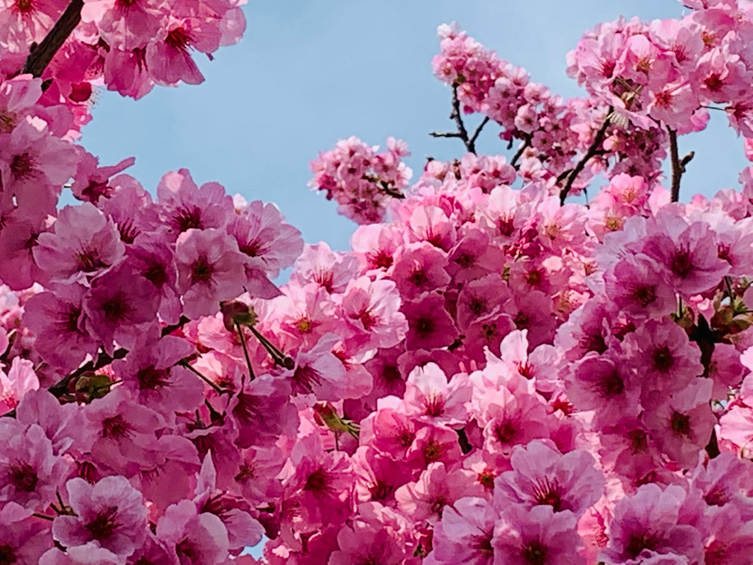 Blühende Kirschblüten vor einem blauen Himmel