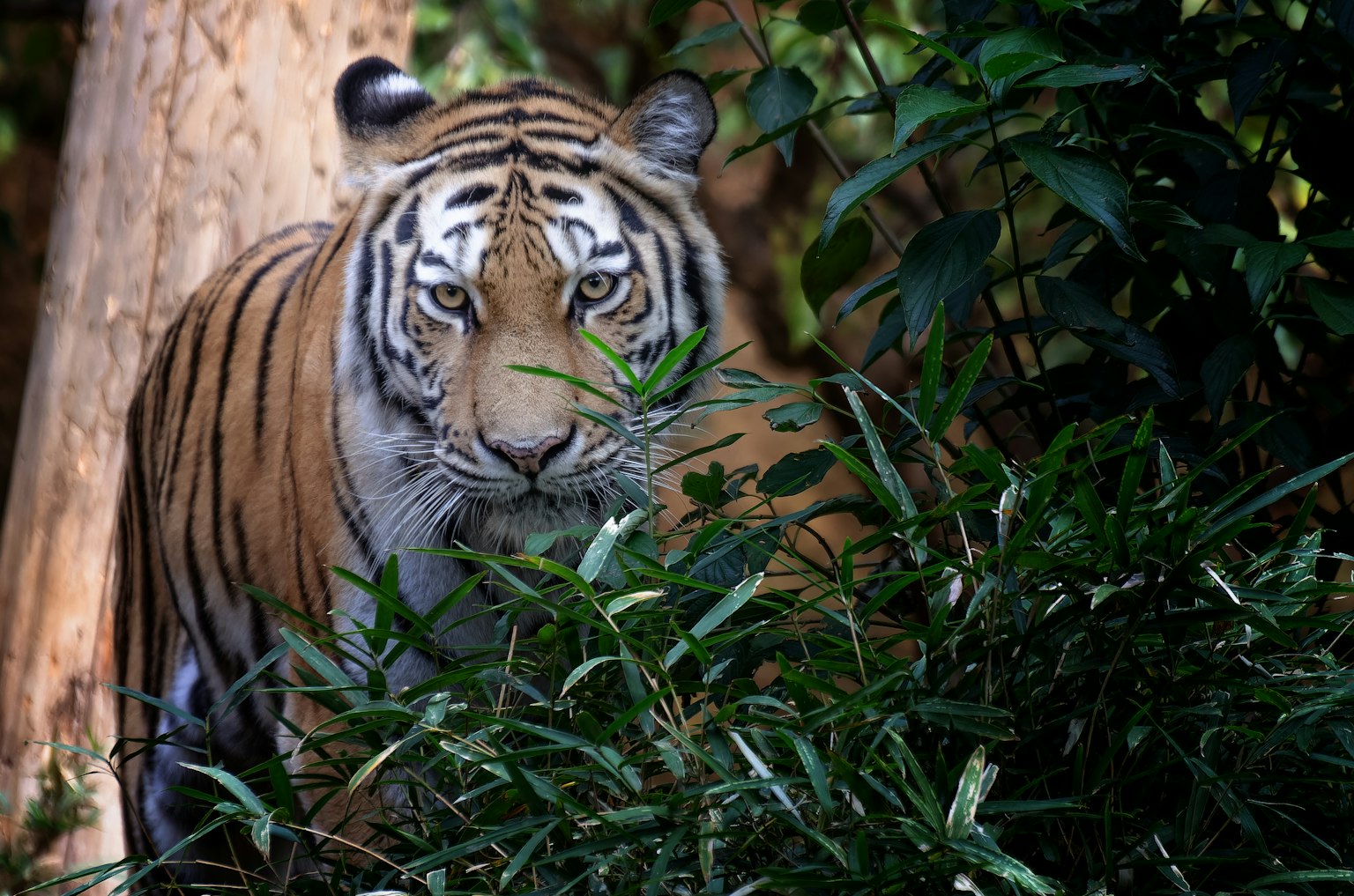Một con hổ đang nhìn chằm chằm qua những tán lá xanh rậm rạp