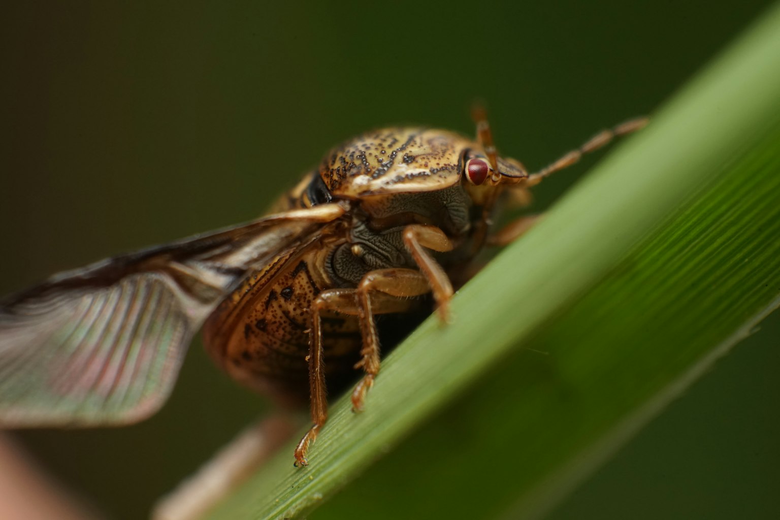 Nahaufnahme eines Insekts auf einem grünen Blatt