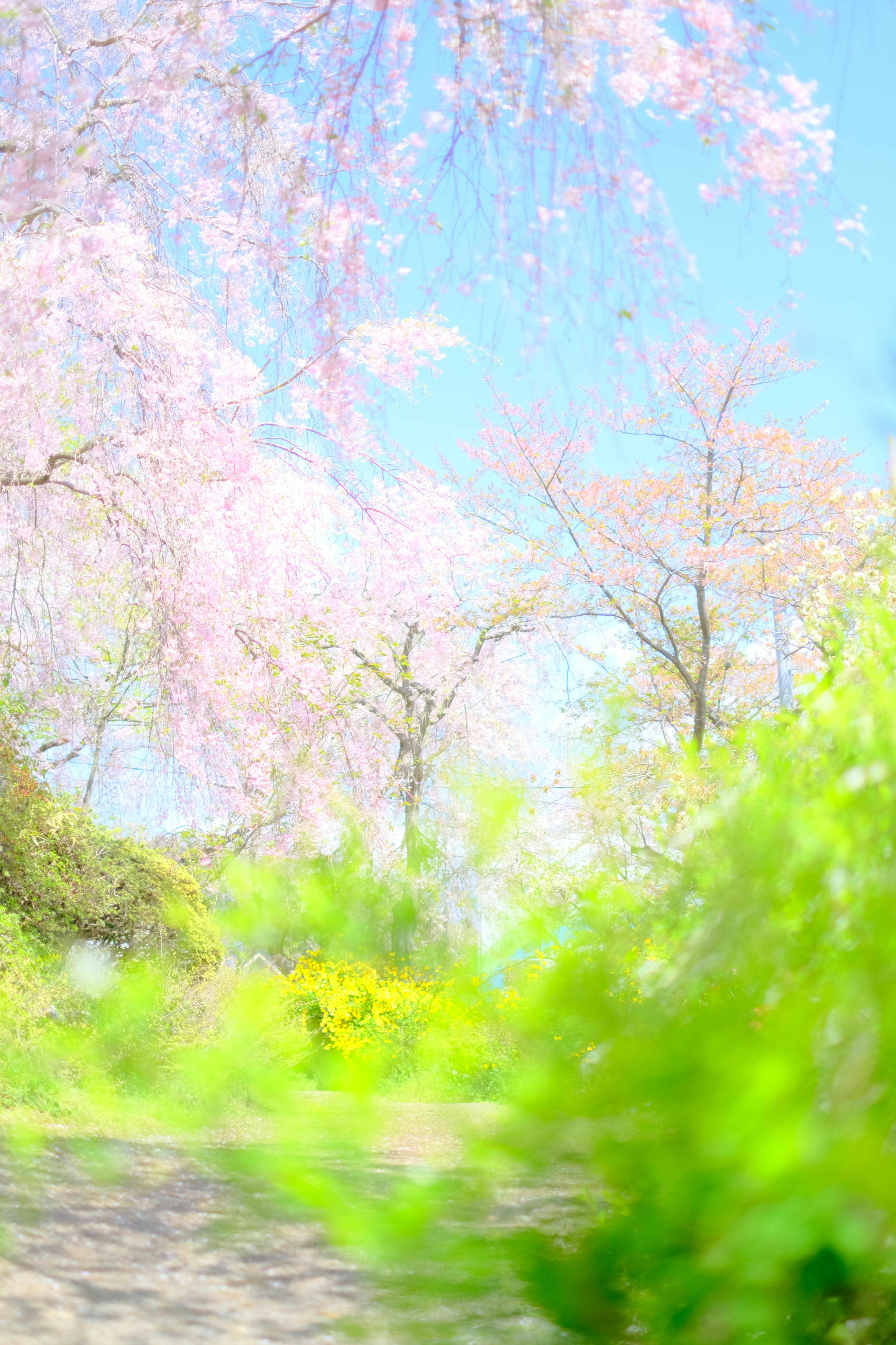 春爛漫の桜並木と新緑の小道