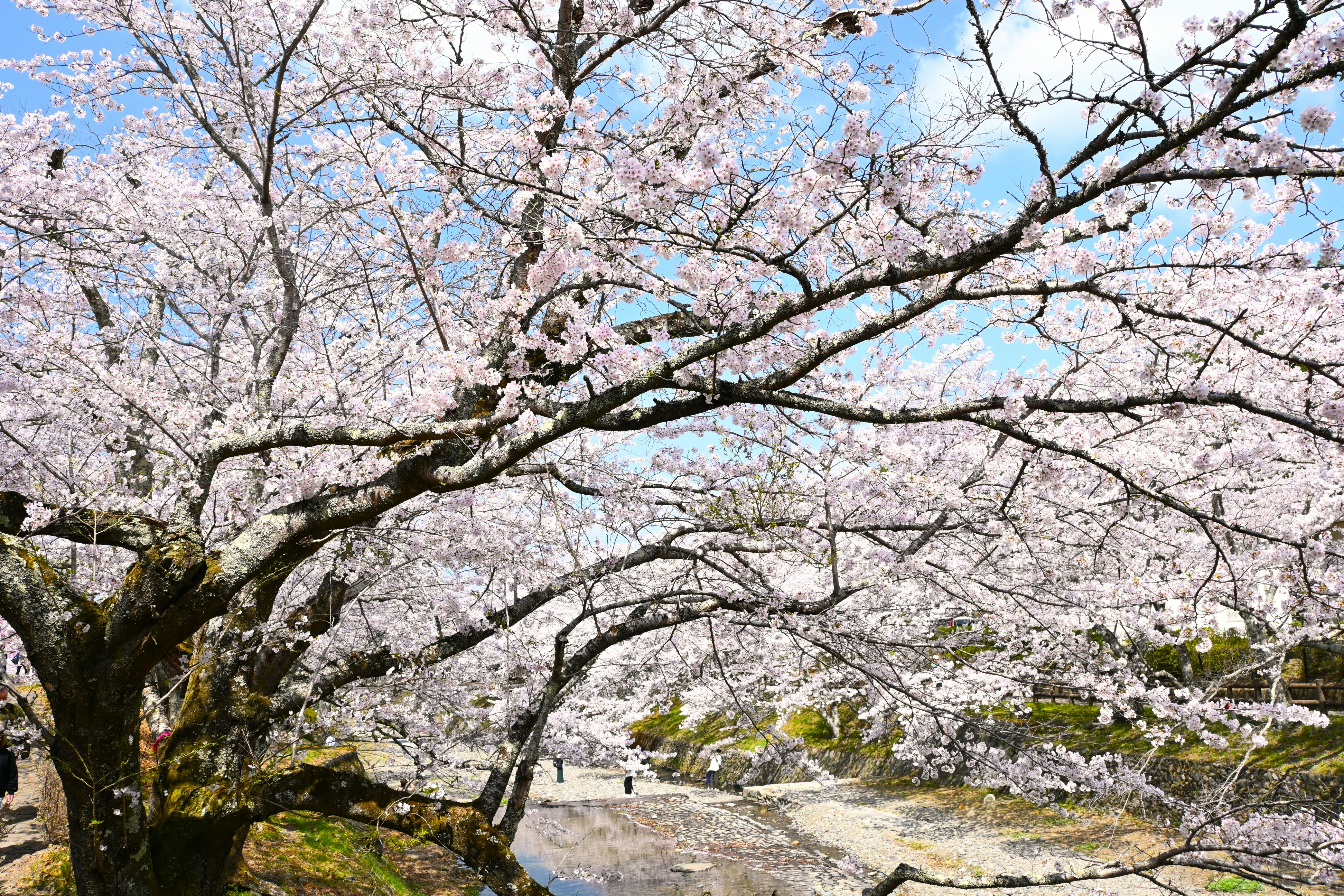 七谷川沿いの桜並木