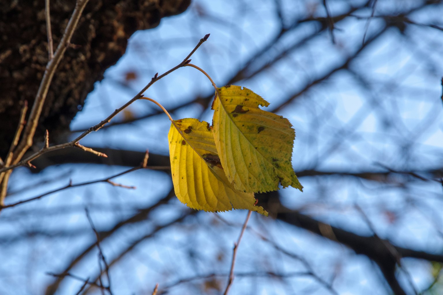 Feuilles jaunes accrochées à une branche sous un ciel bleu