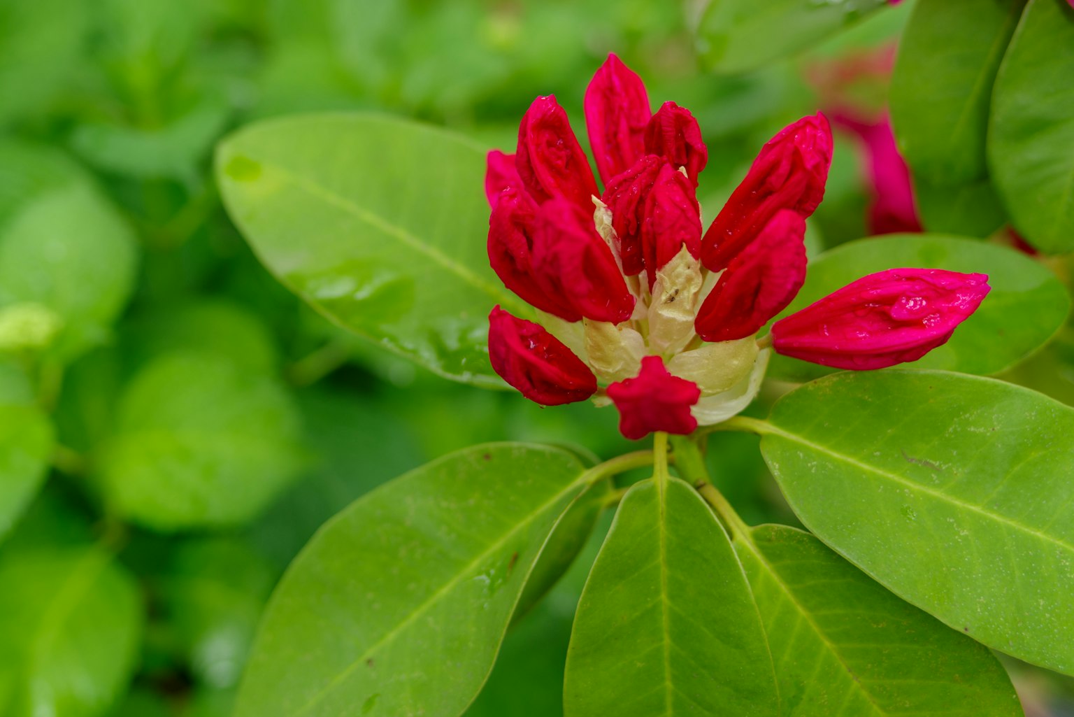 Close-up tanaman dengan bunga merah dan daun hijau