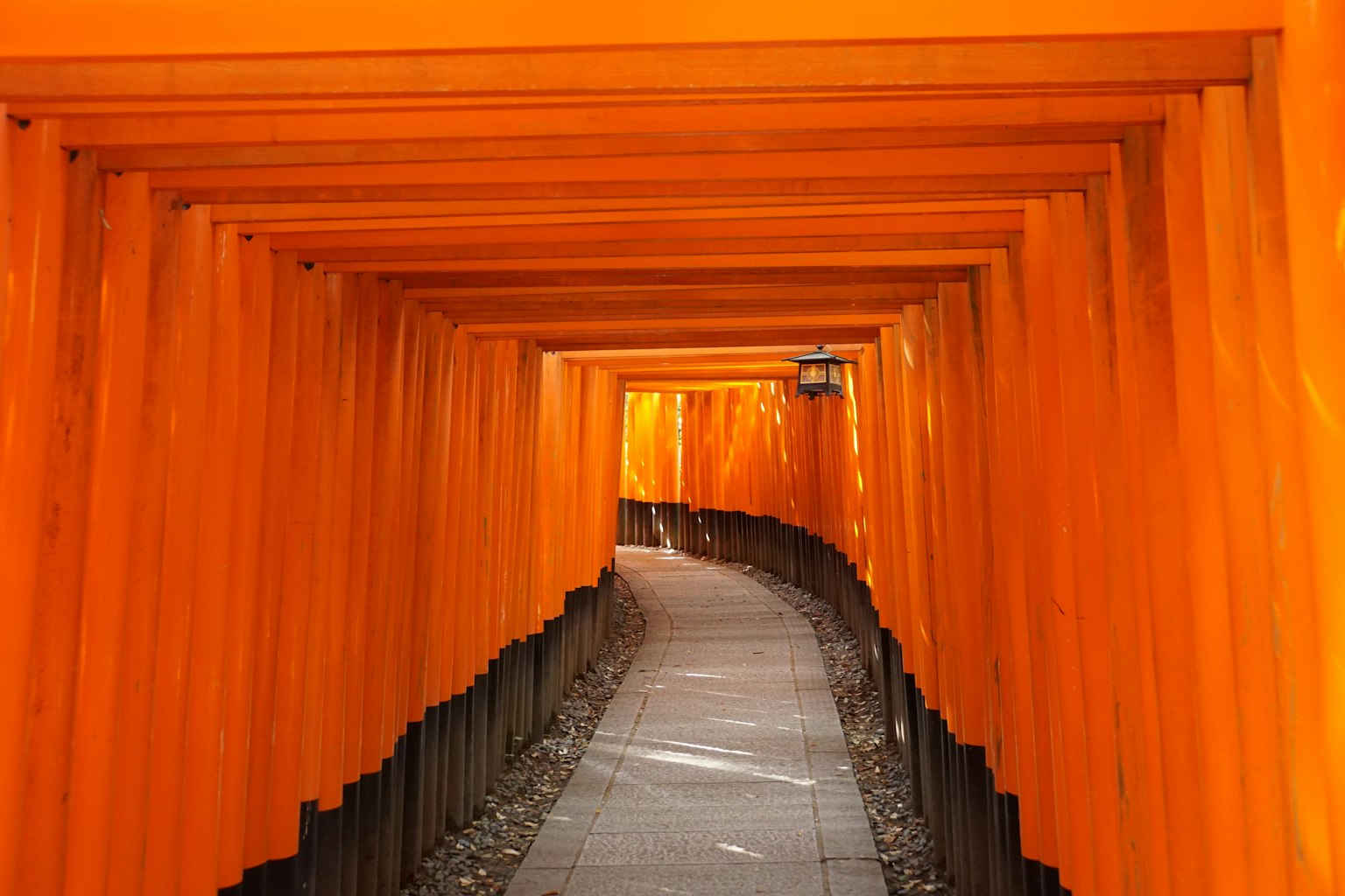 A pathway lined with vibrant orange torii gates