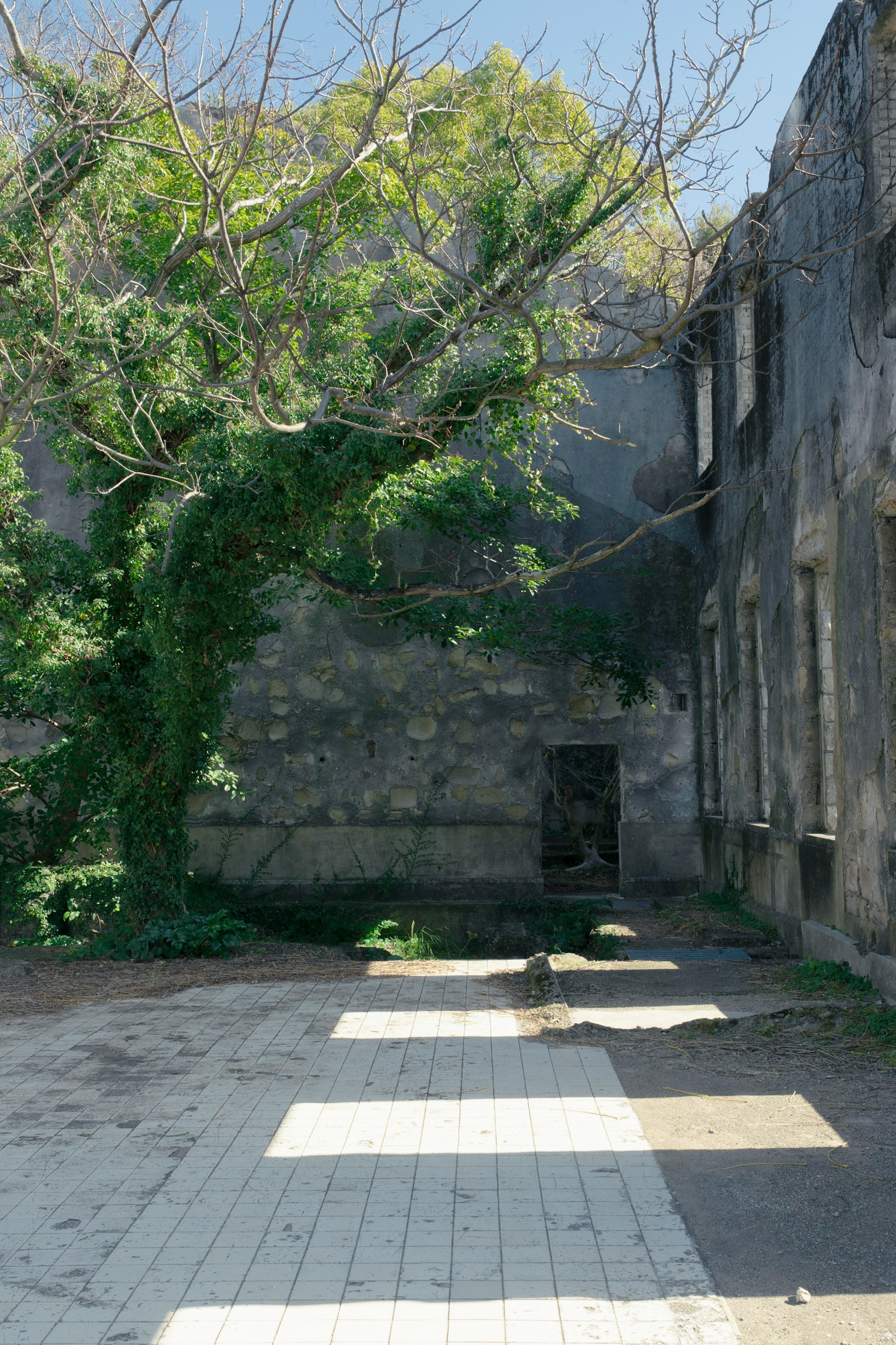 古い建物の廃墟に生い茂る木と草の風景