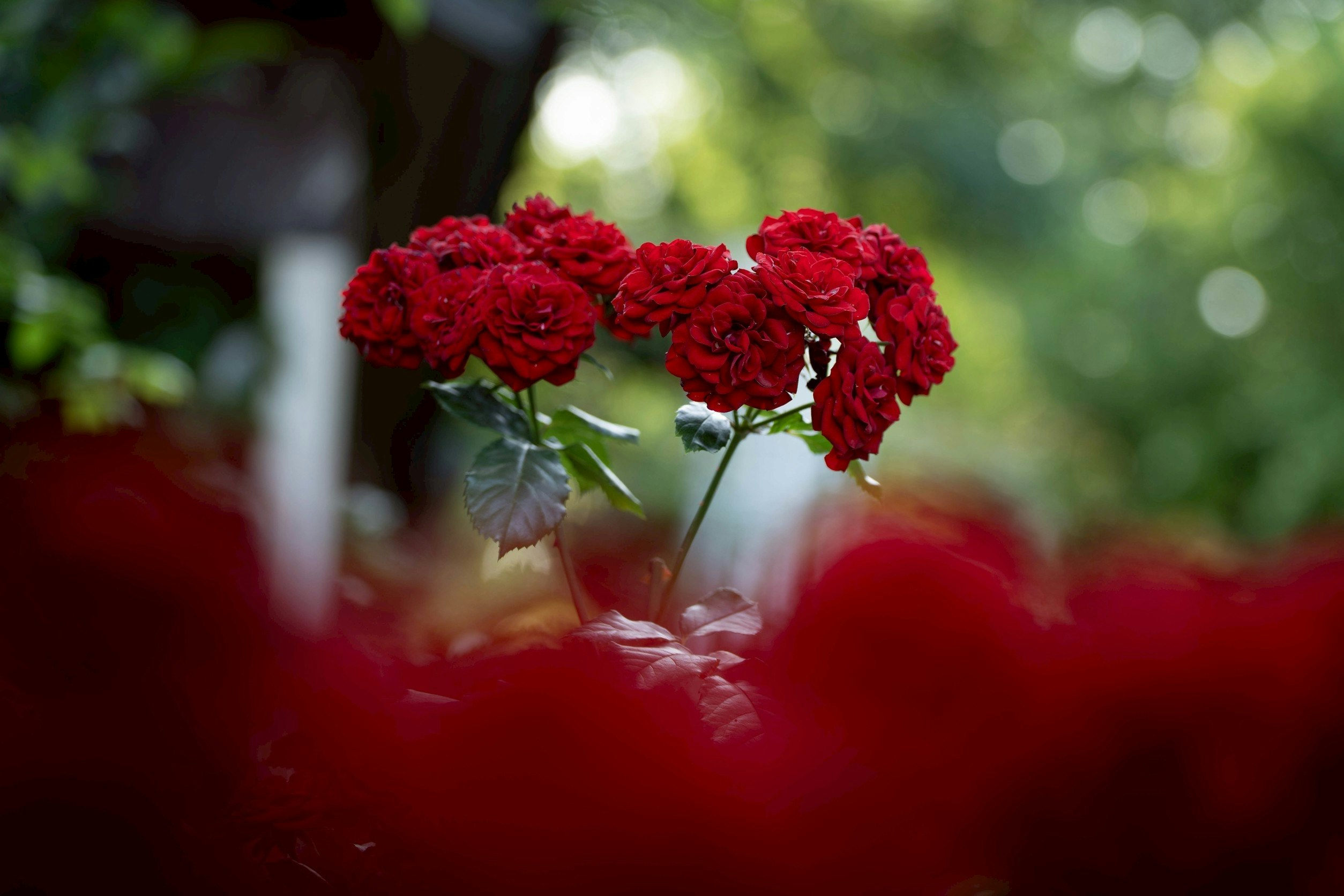 赤い薔薇の花が浅い被写界深度で浮かぶ庭の風景