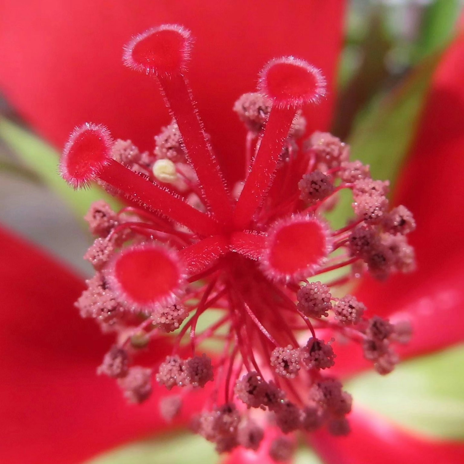 紅花的特寫，顯示出複雜的花粉結構