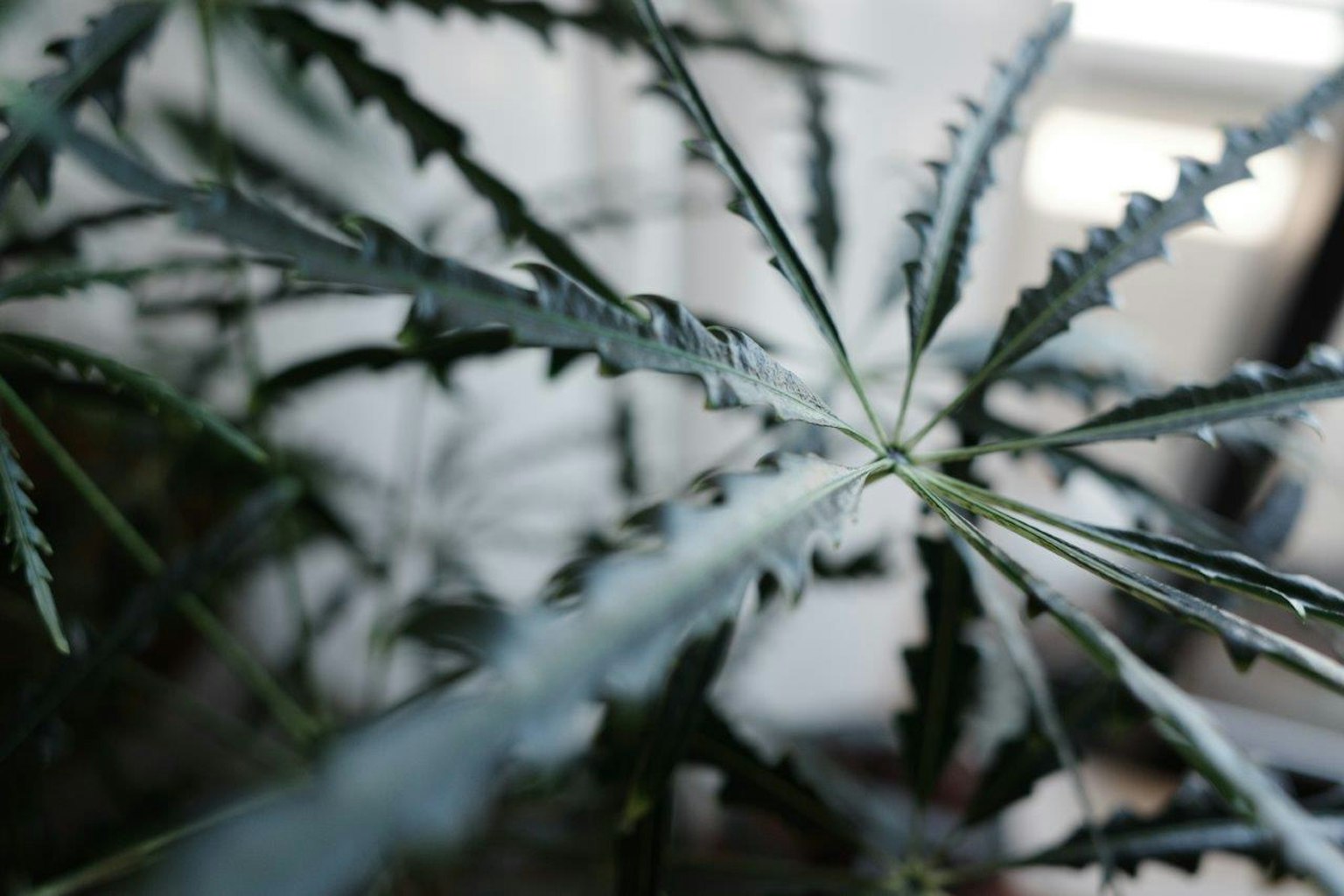 Close-up image of a green plant with jagged leaves highlighting their sharp edges